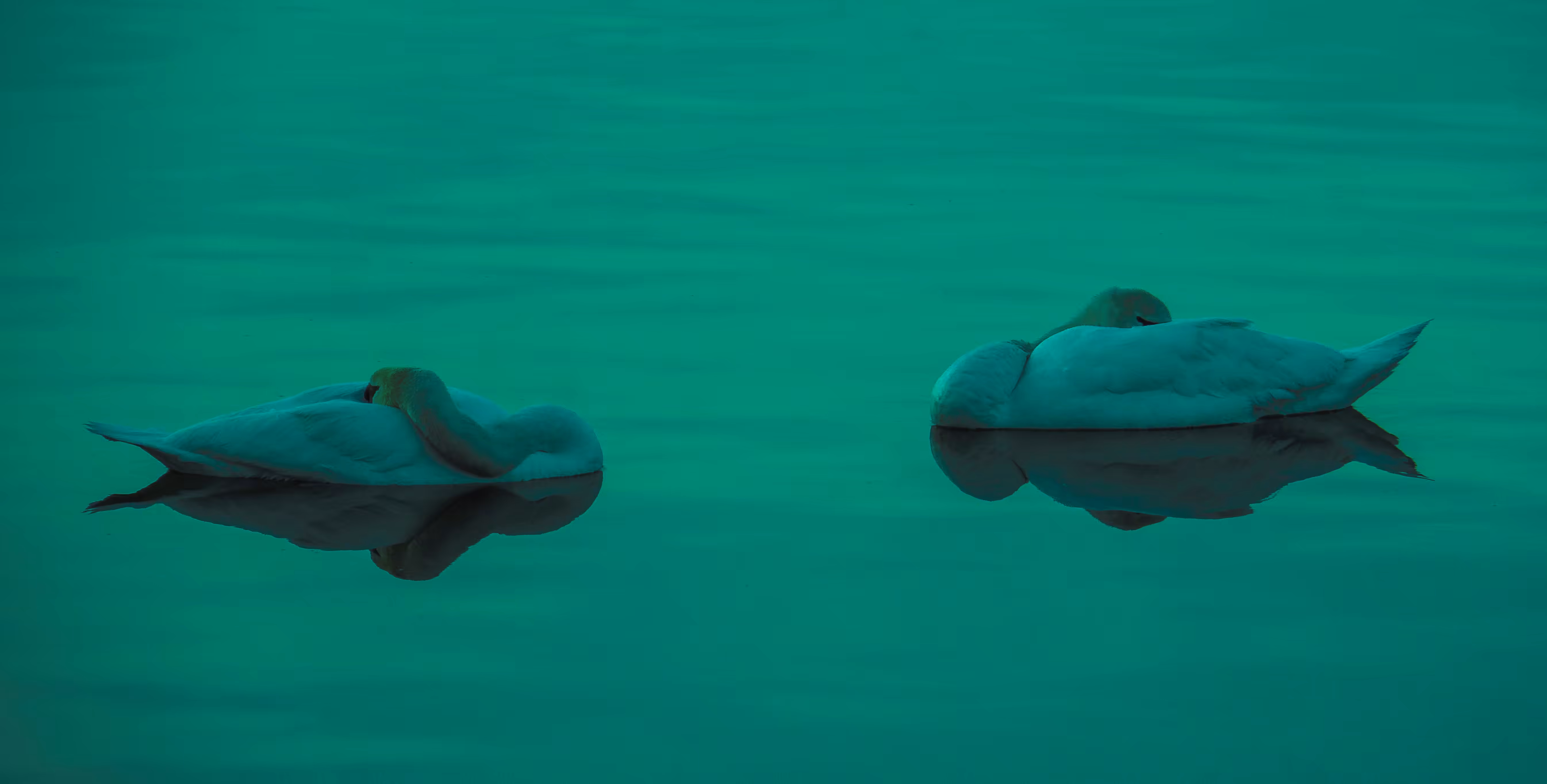 Swan Life