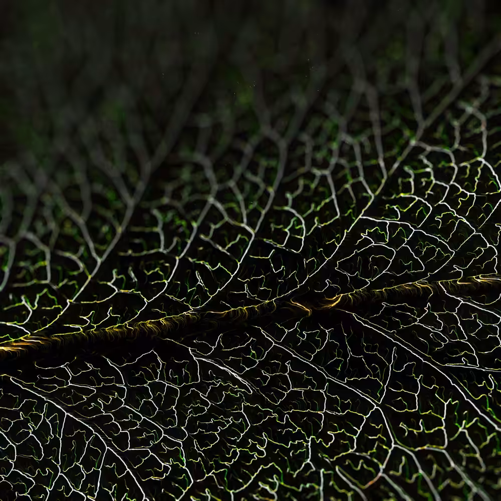 DIGIF LEAF