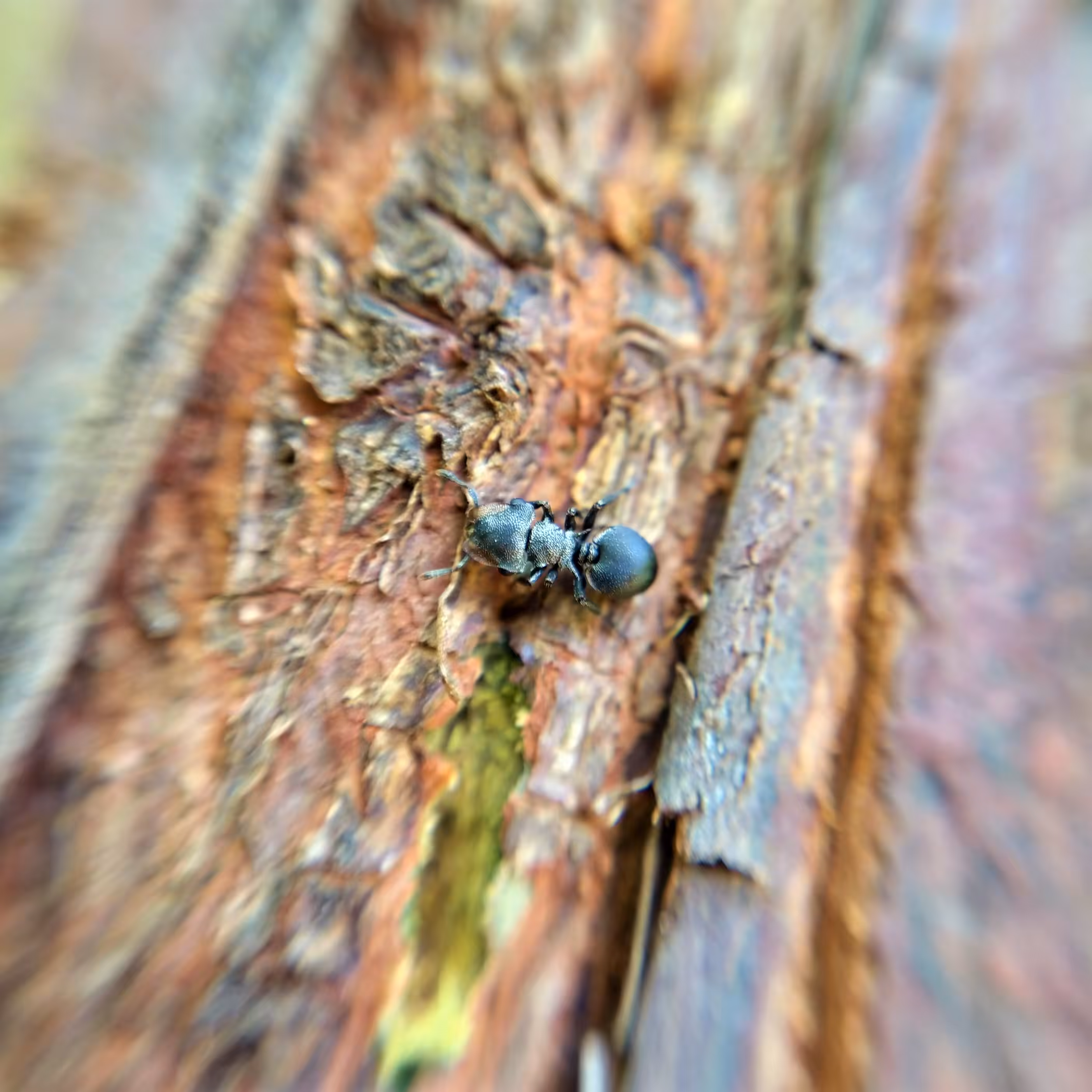 Micro Nature #19