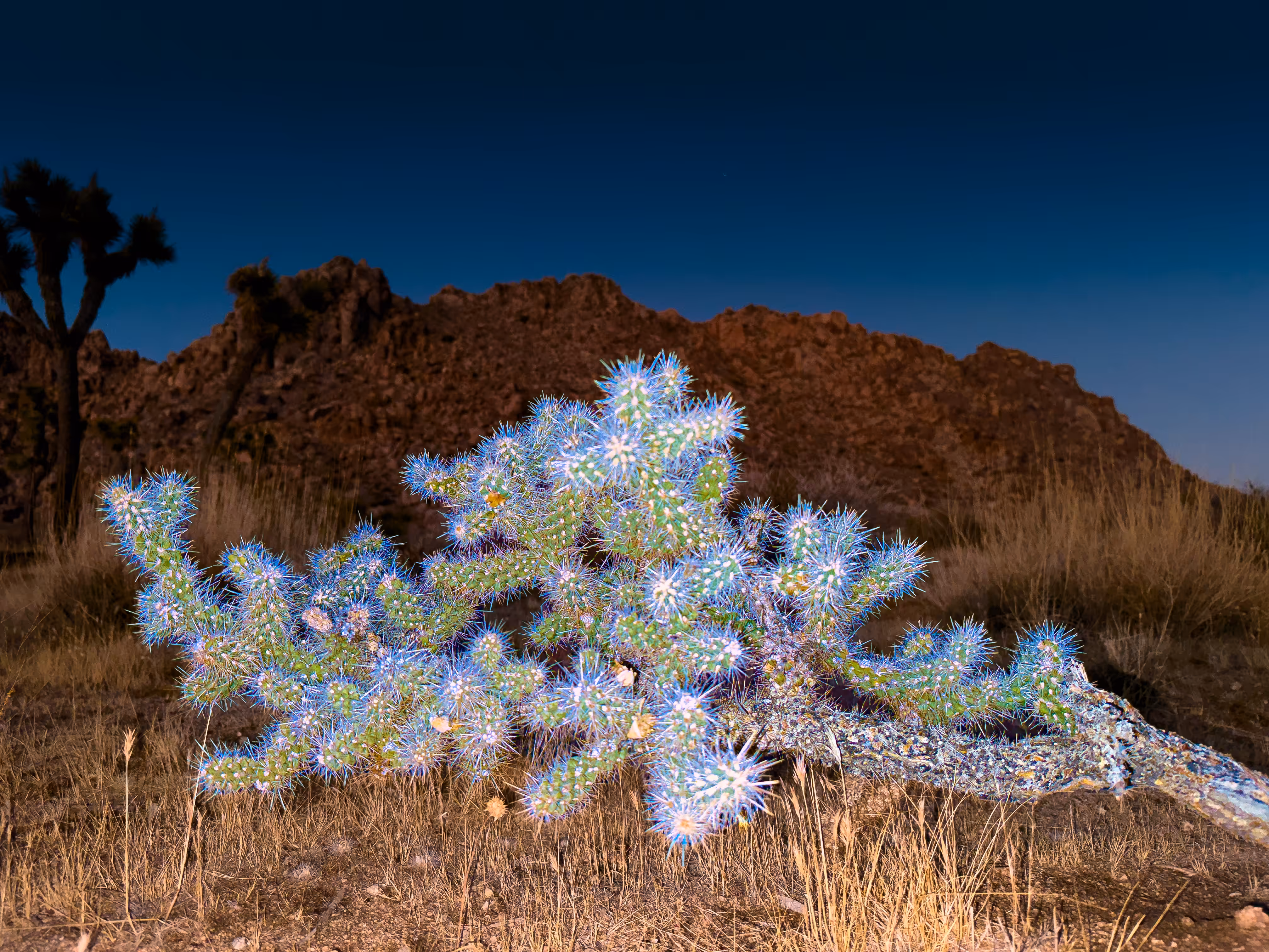 Desert Ambivert