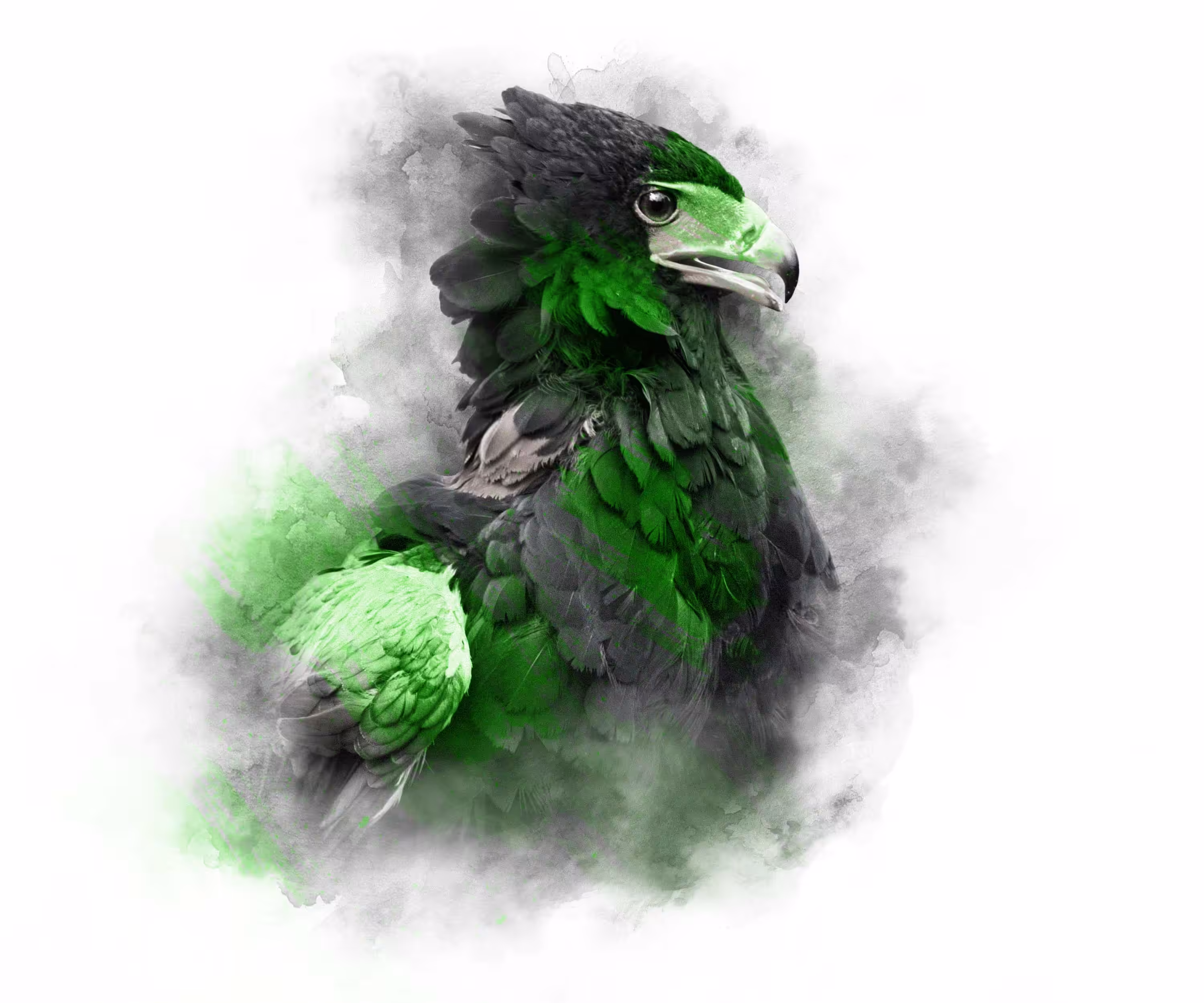 LIME SERIES - BATELEUR EAGLE