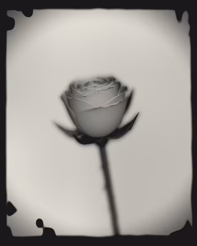 Rose 1851 #38