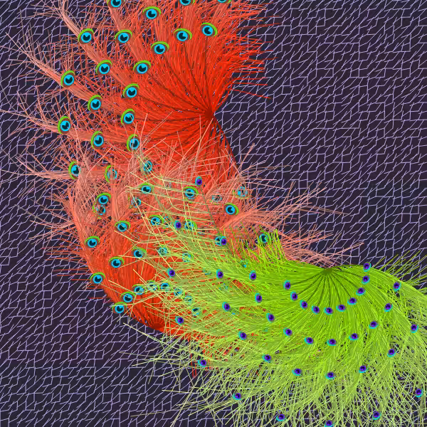 Oriental Peafowl Impression #5