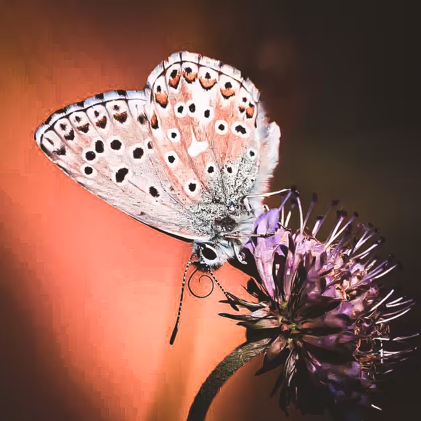 Butterfly #24