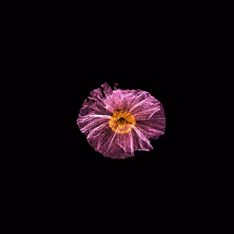 White Poppy 30 #297