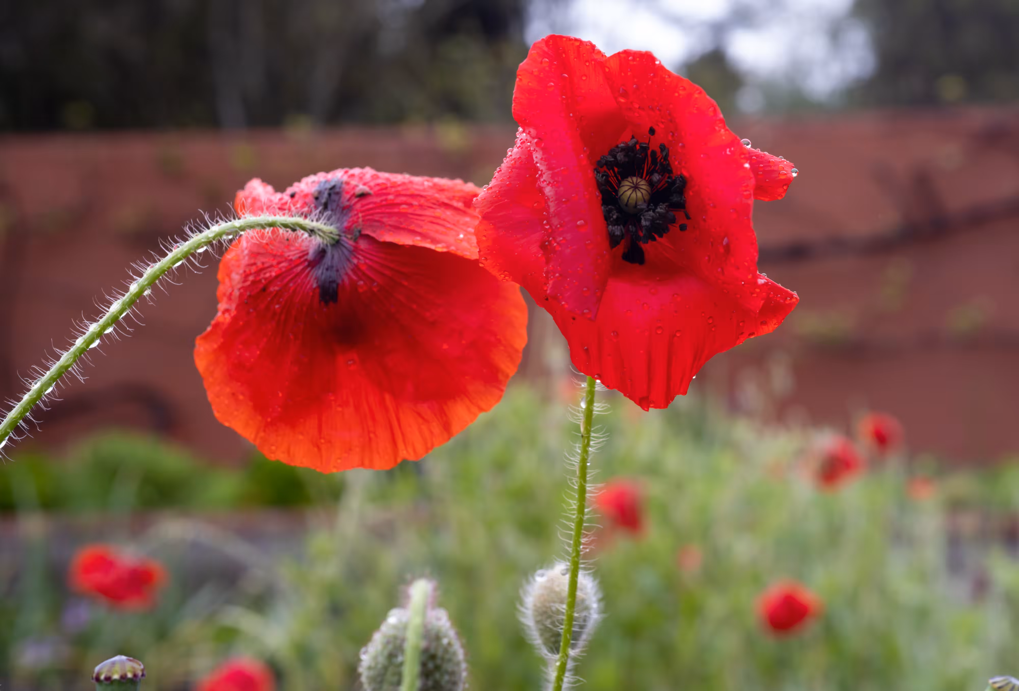 Remembrance Veil