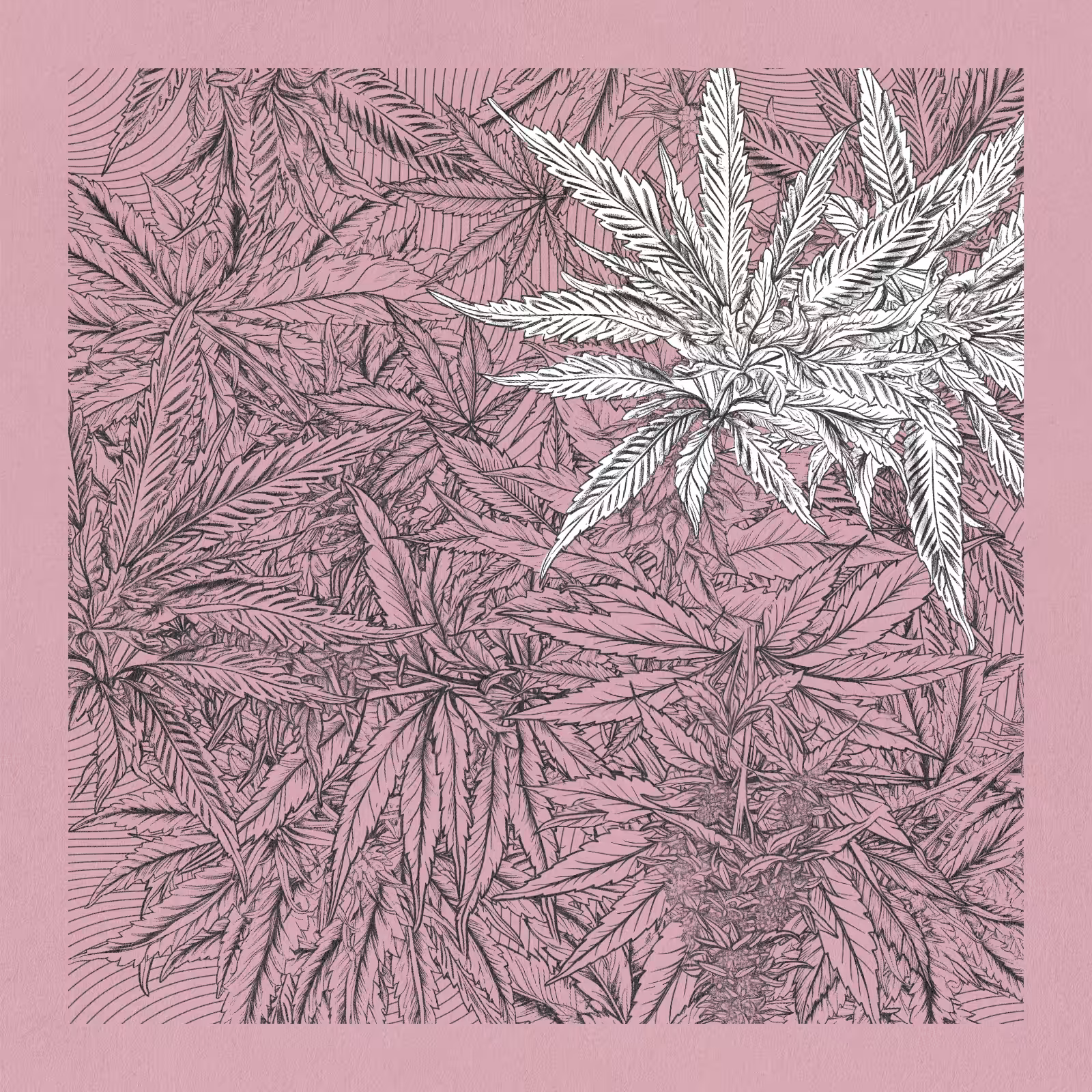 zancannabis #365
