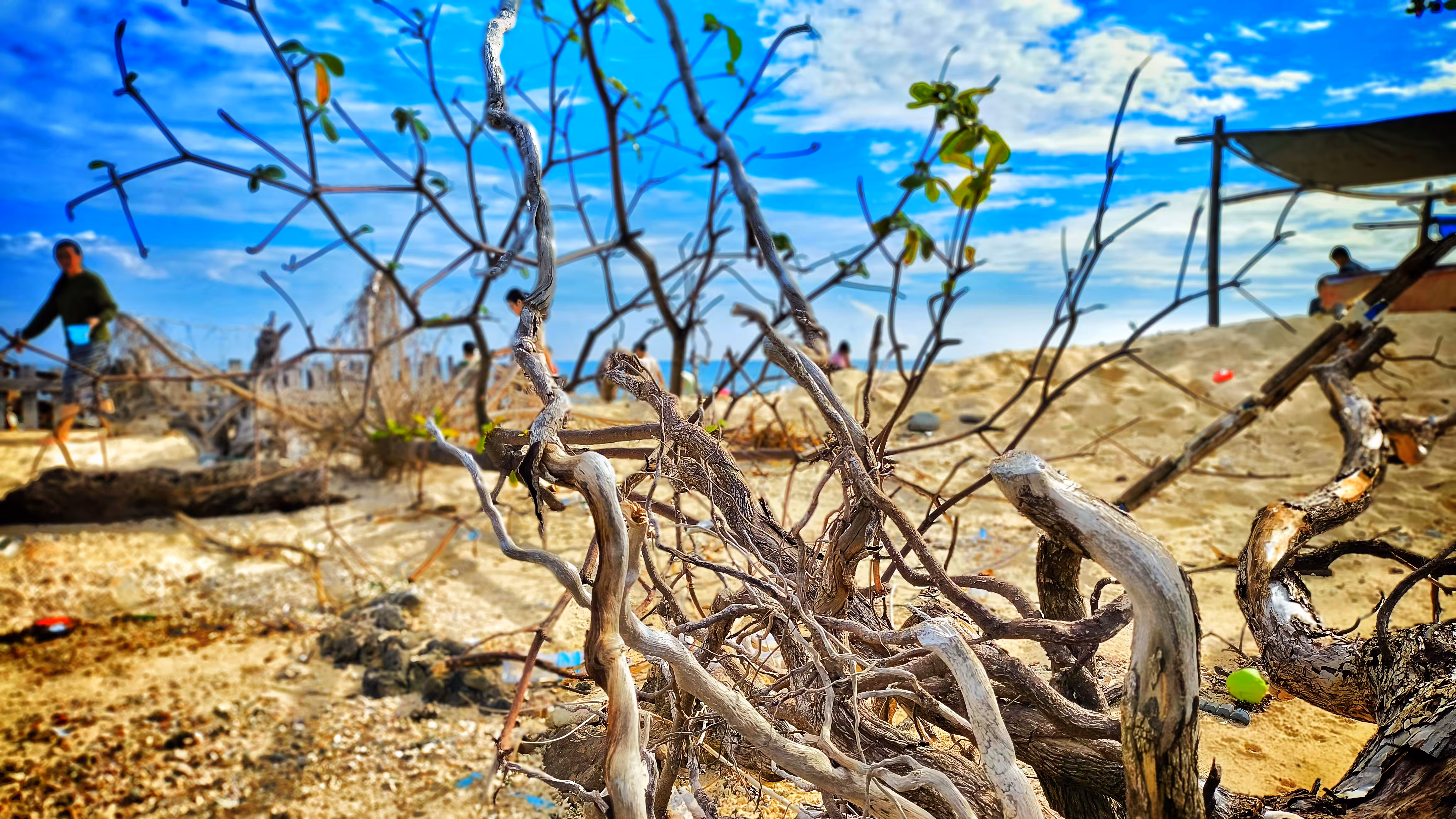 Roots of the Wind