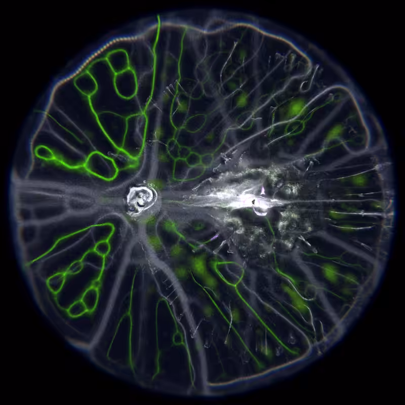 Ethereal Microcosm #295