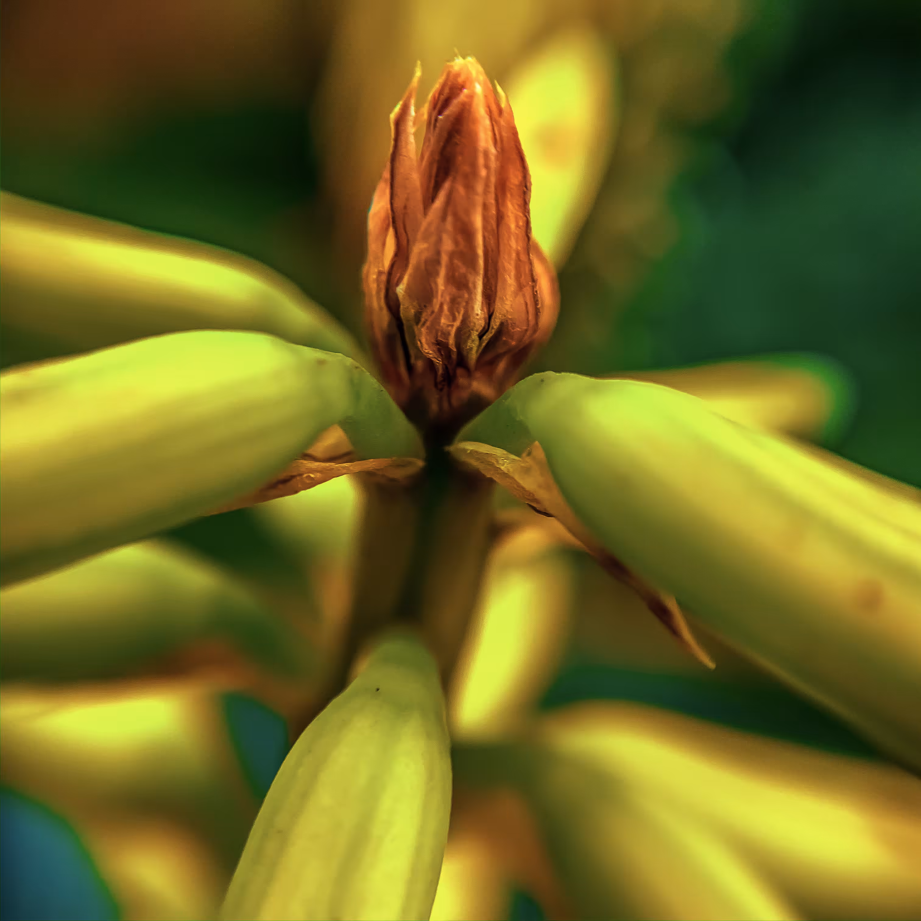Flora from the Meta-Macroverse Vol. 1 - Still Photograph 7/7