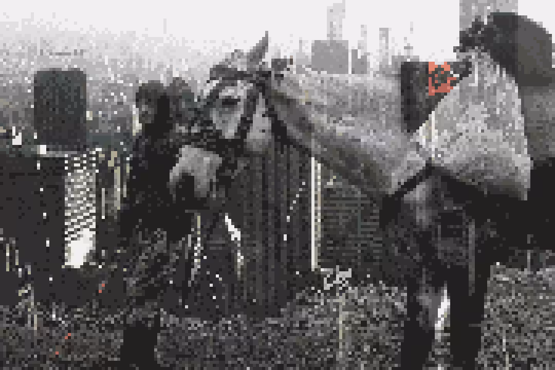 NYC $ Horse Boy px $