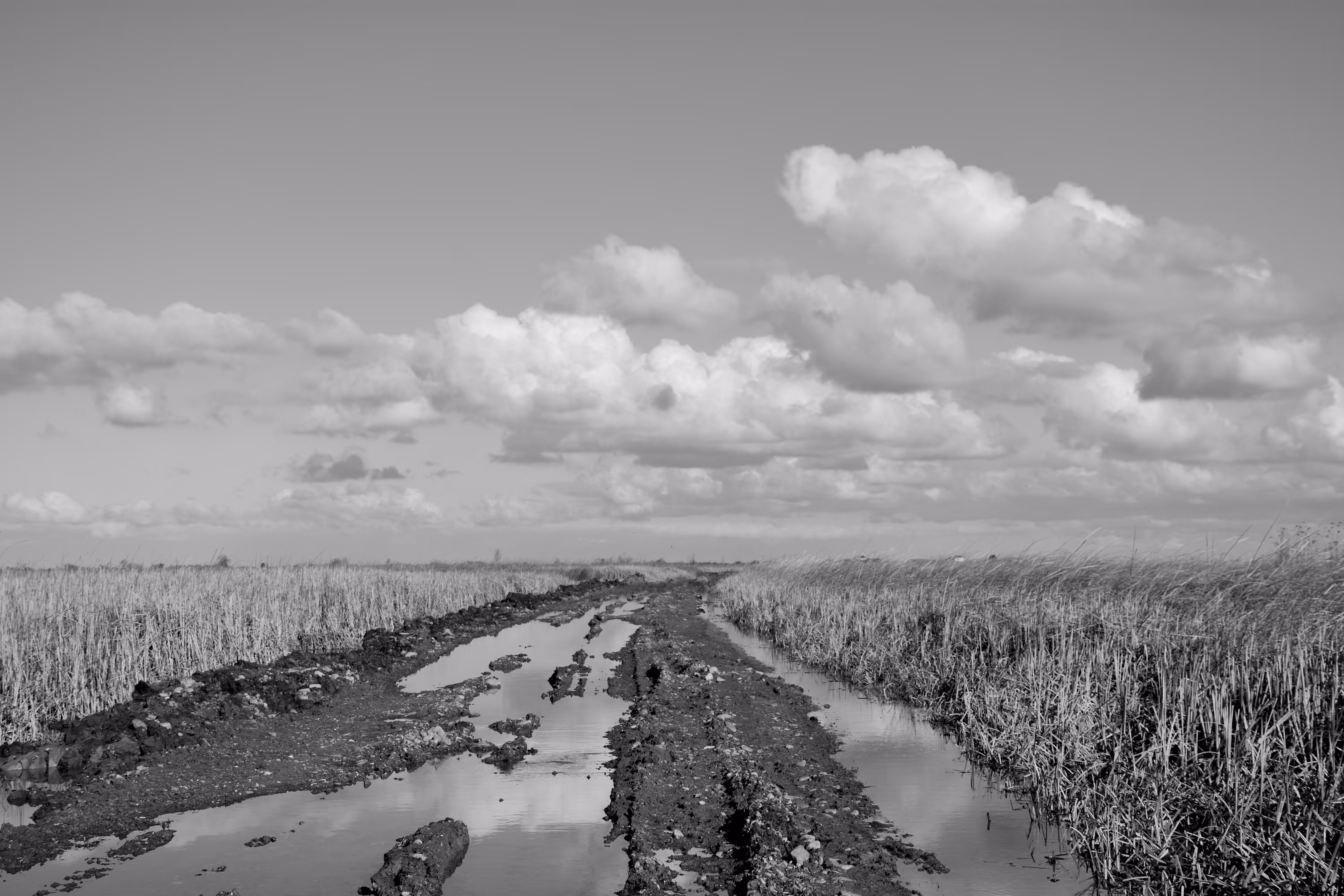 Tribute to the marsh