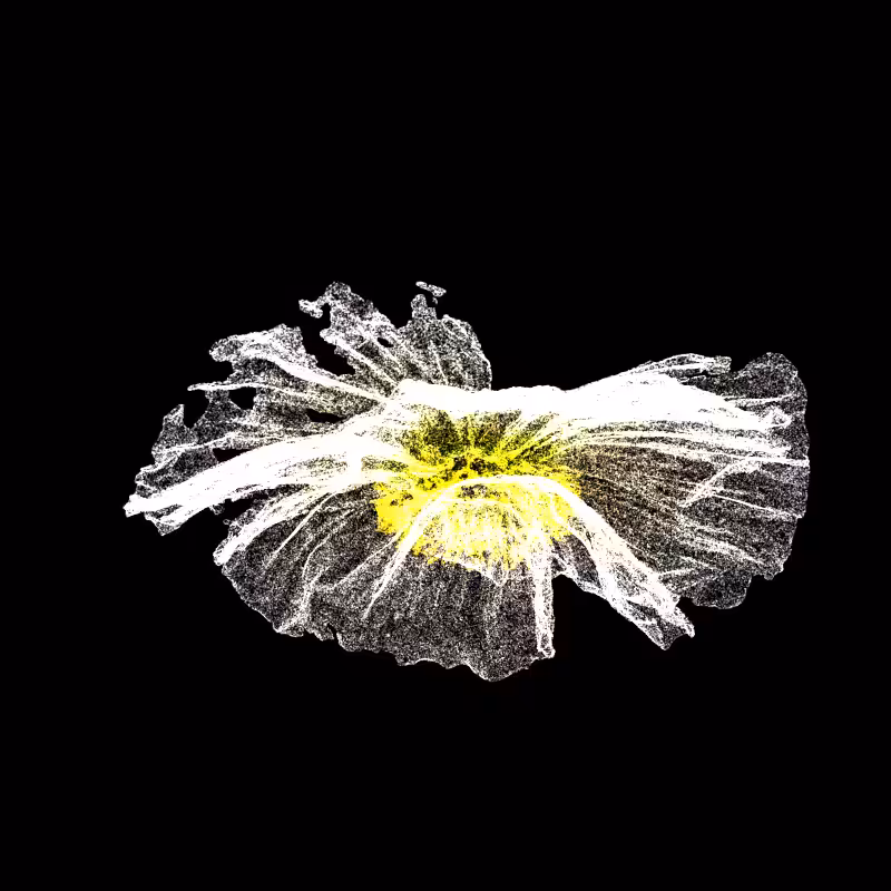 White Poppy 30 #144