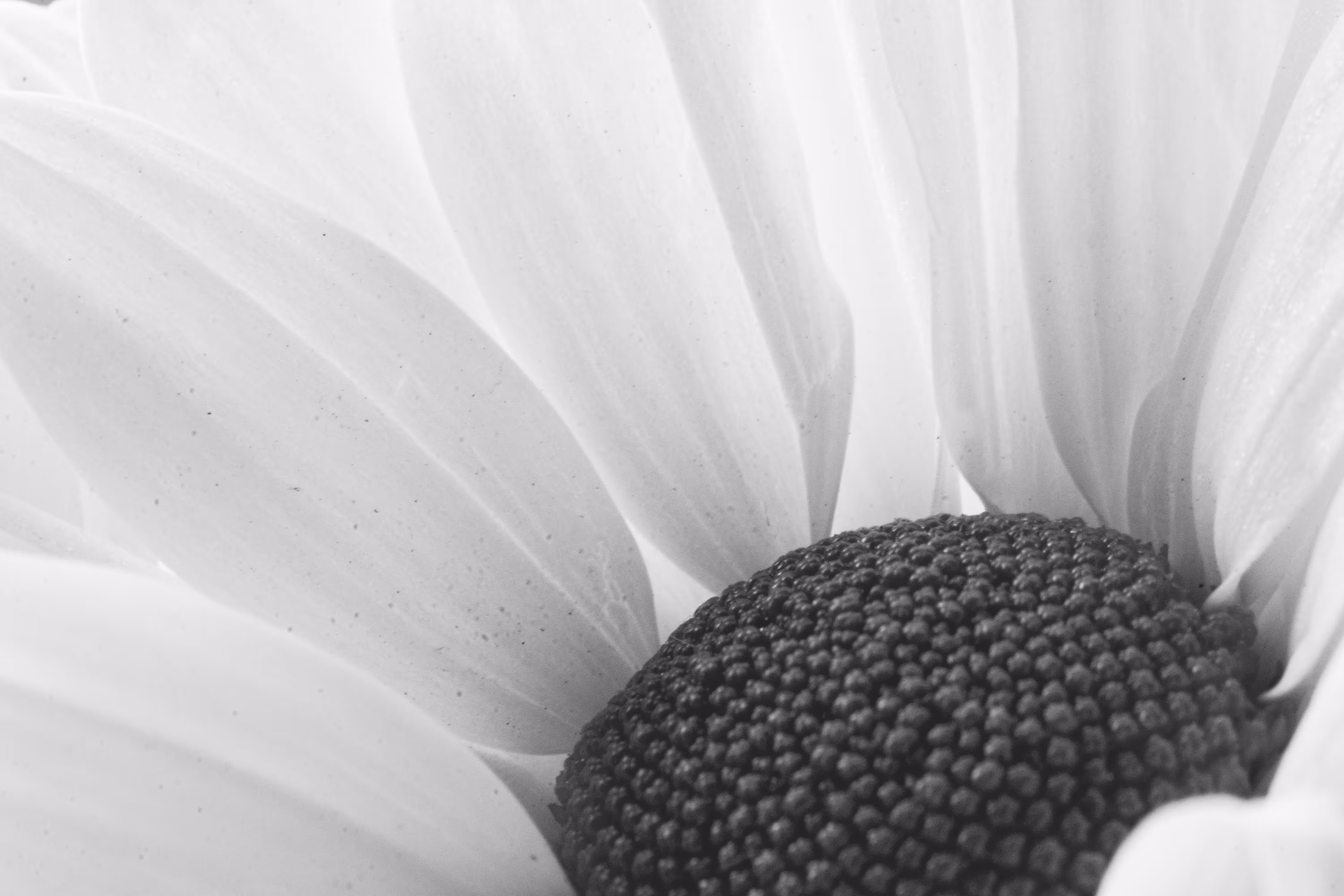 Delicate Daisy