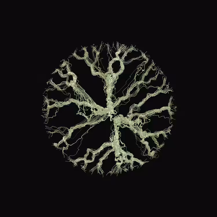 Ginseng #34