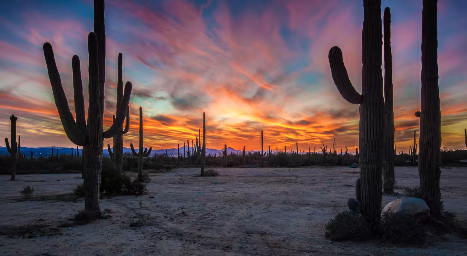 Desert Shadows