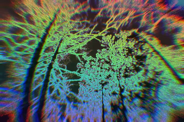 what mushrooms grow in the forest? 