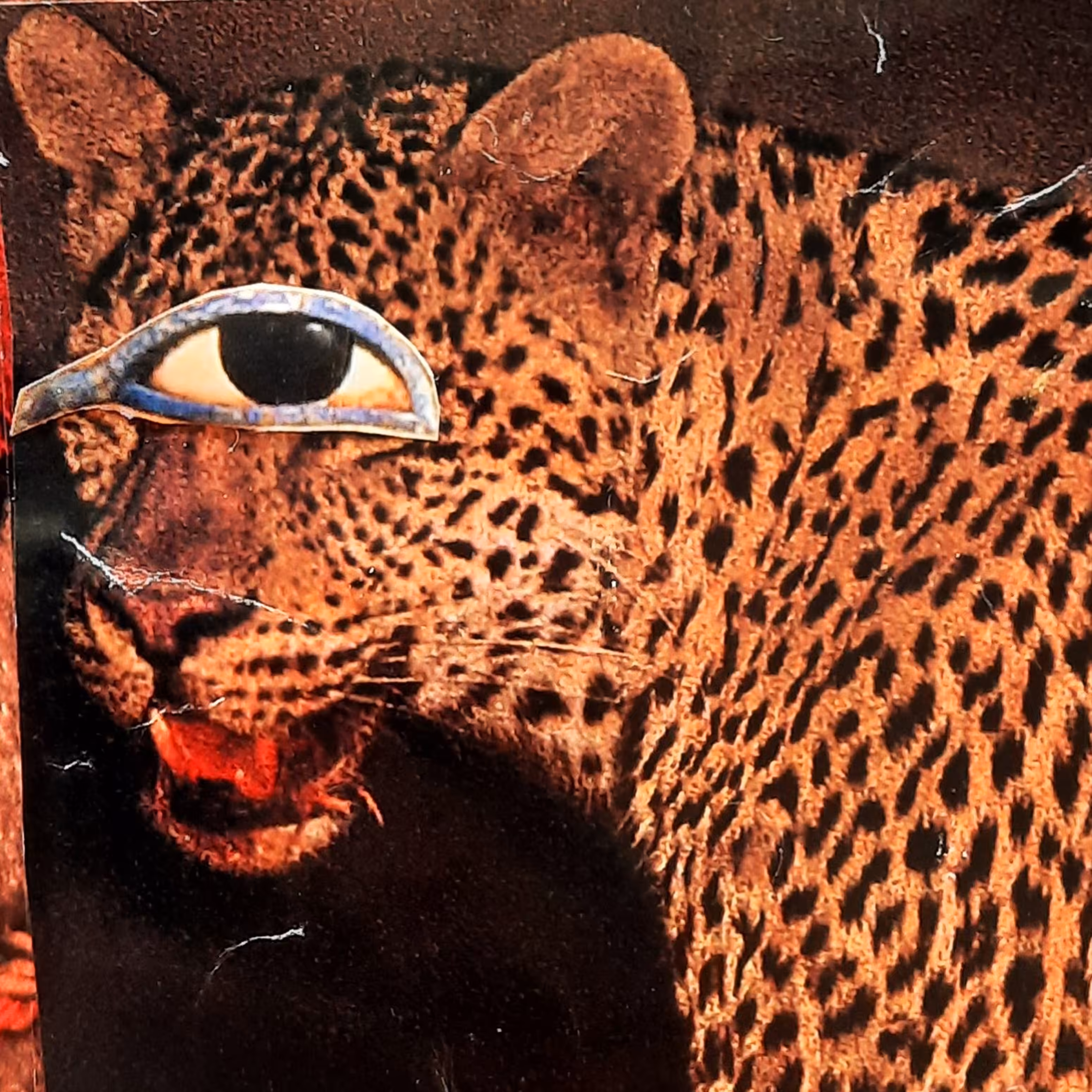 One eyed jaguar