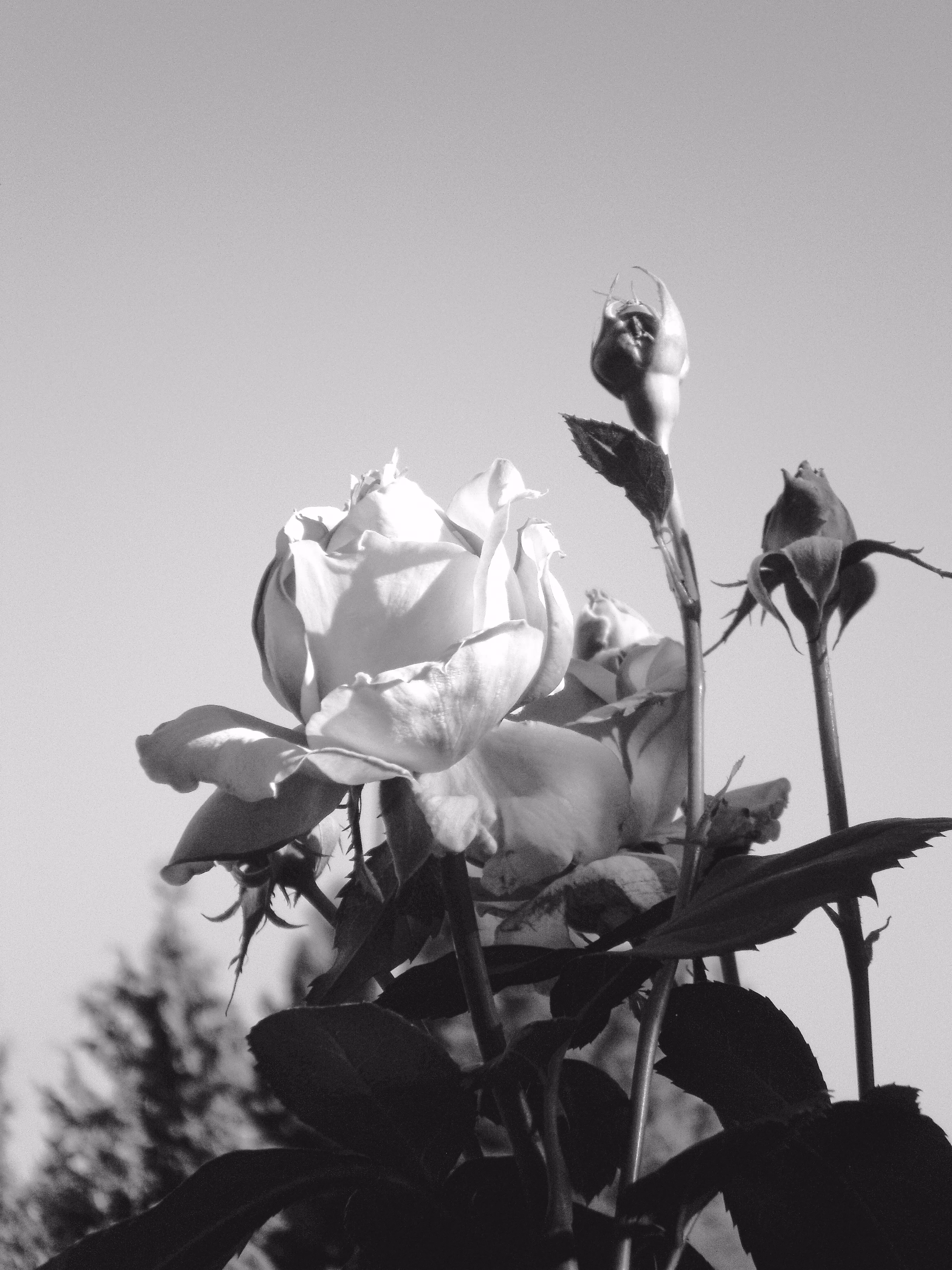 JB: B&W Nature: Monochrome Nature #088