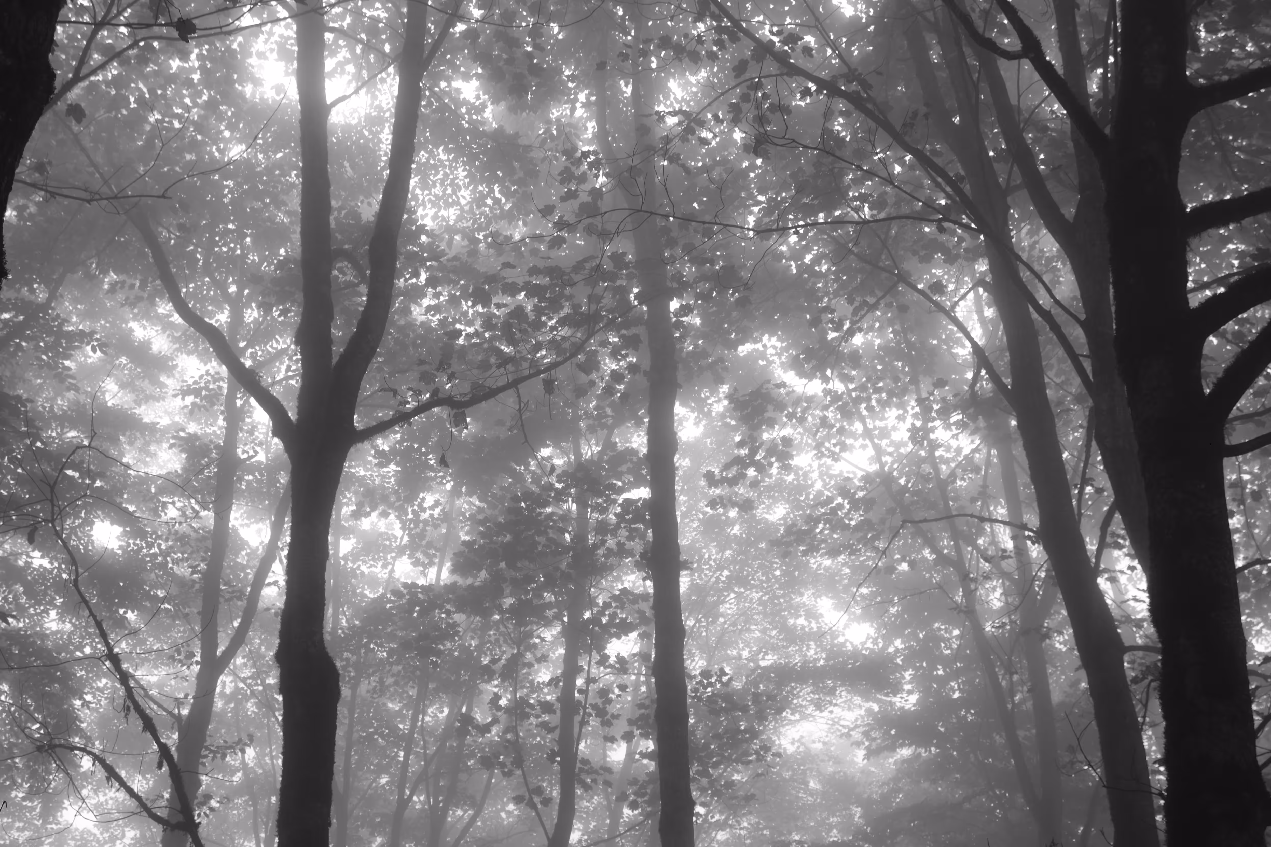 Between the light