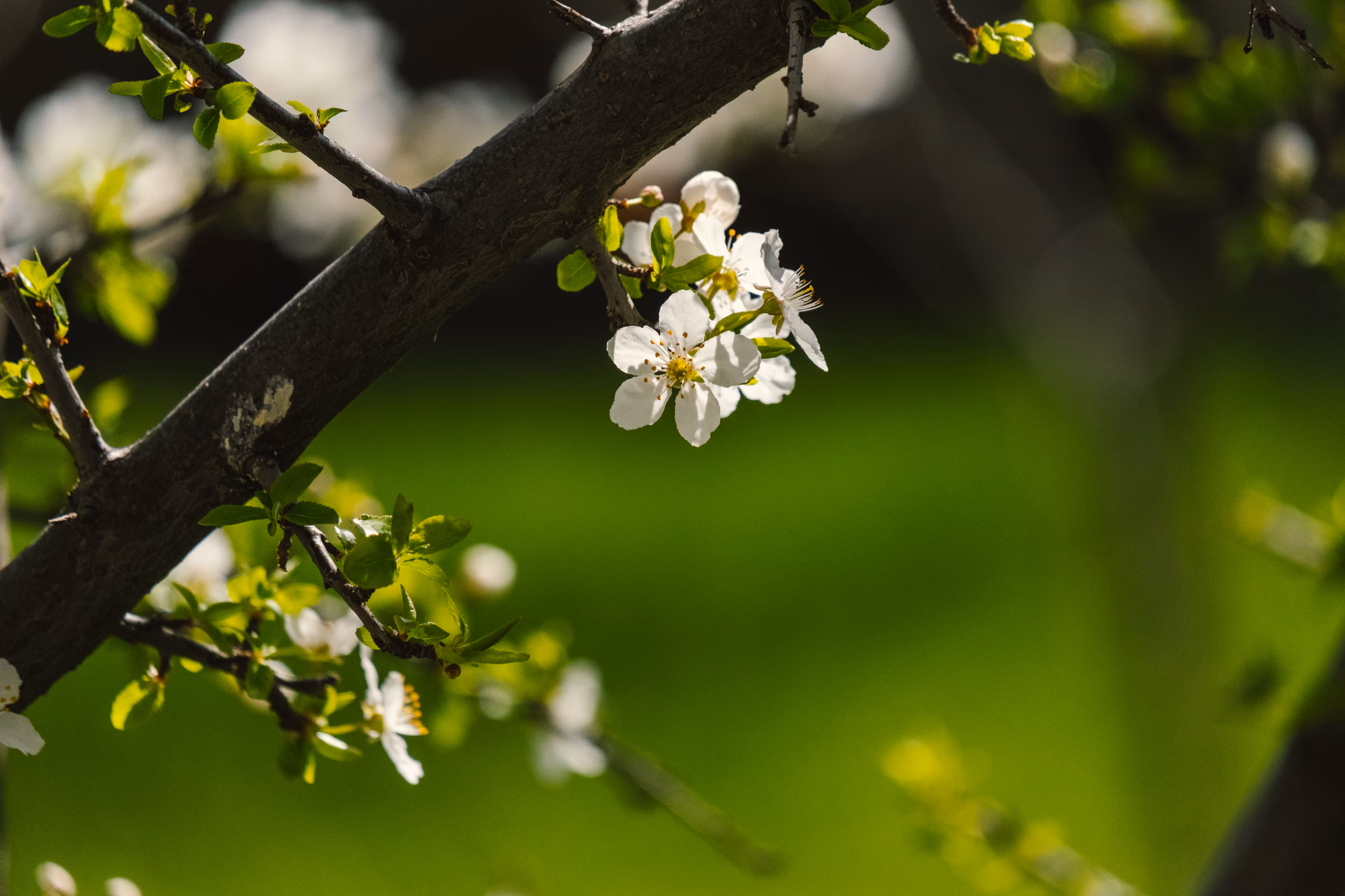 Spring Radiance