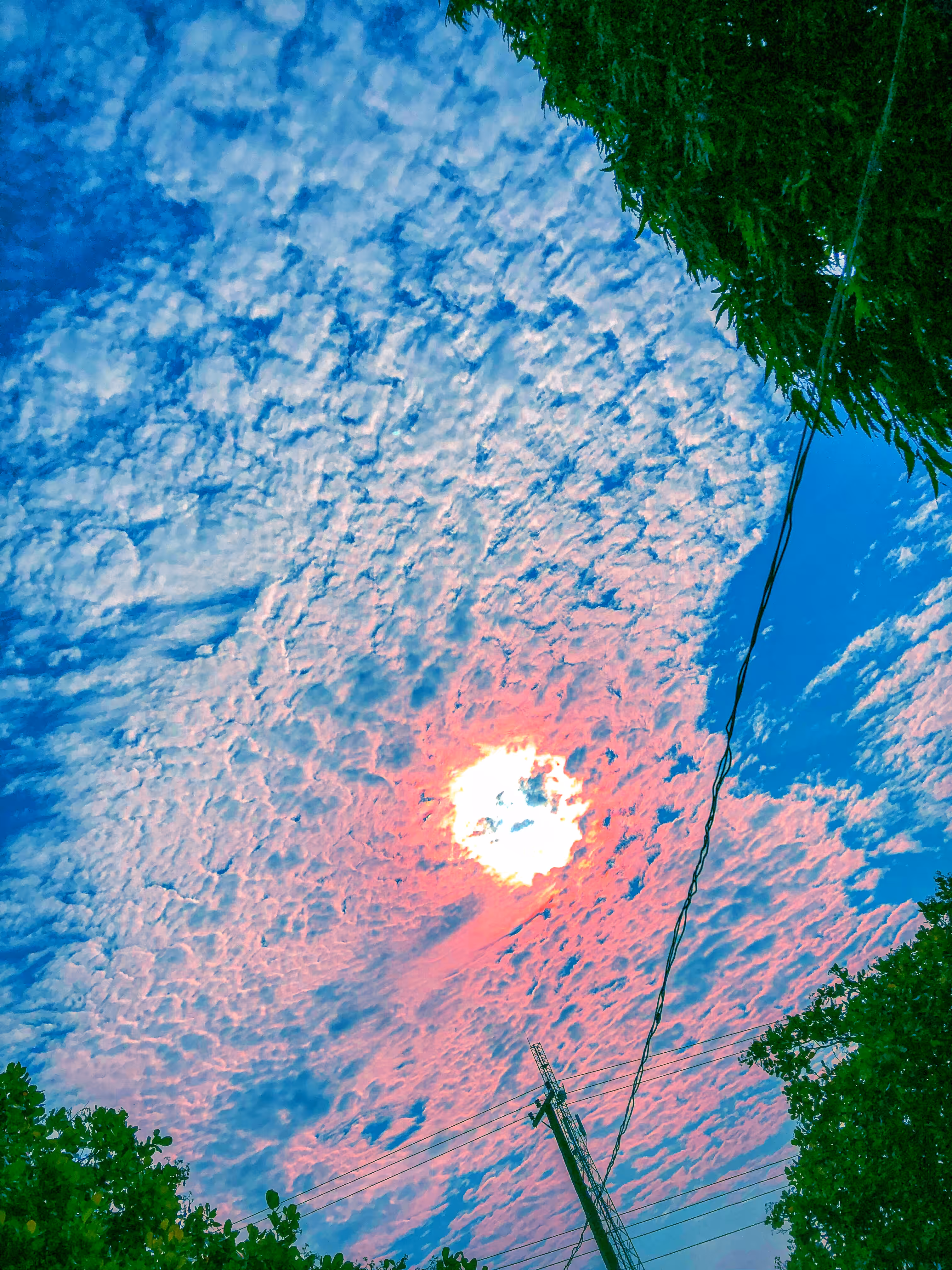 Scape beauty