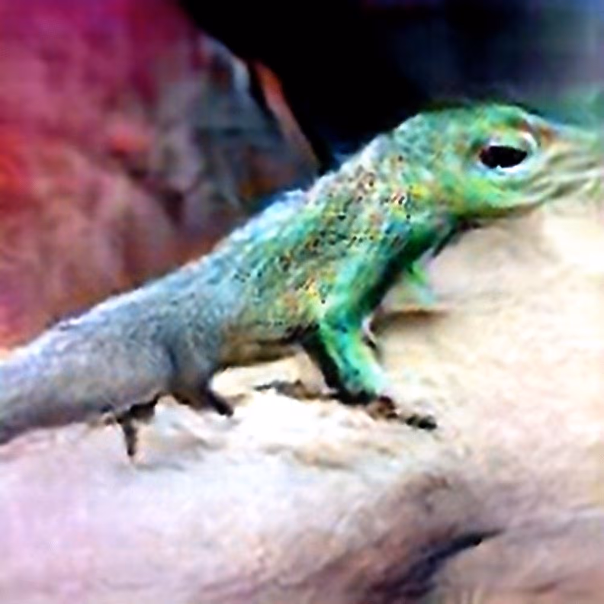 Lizard #1 (Corpus: Knight, Death, and the Devil)
