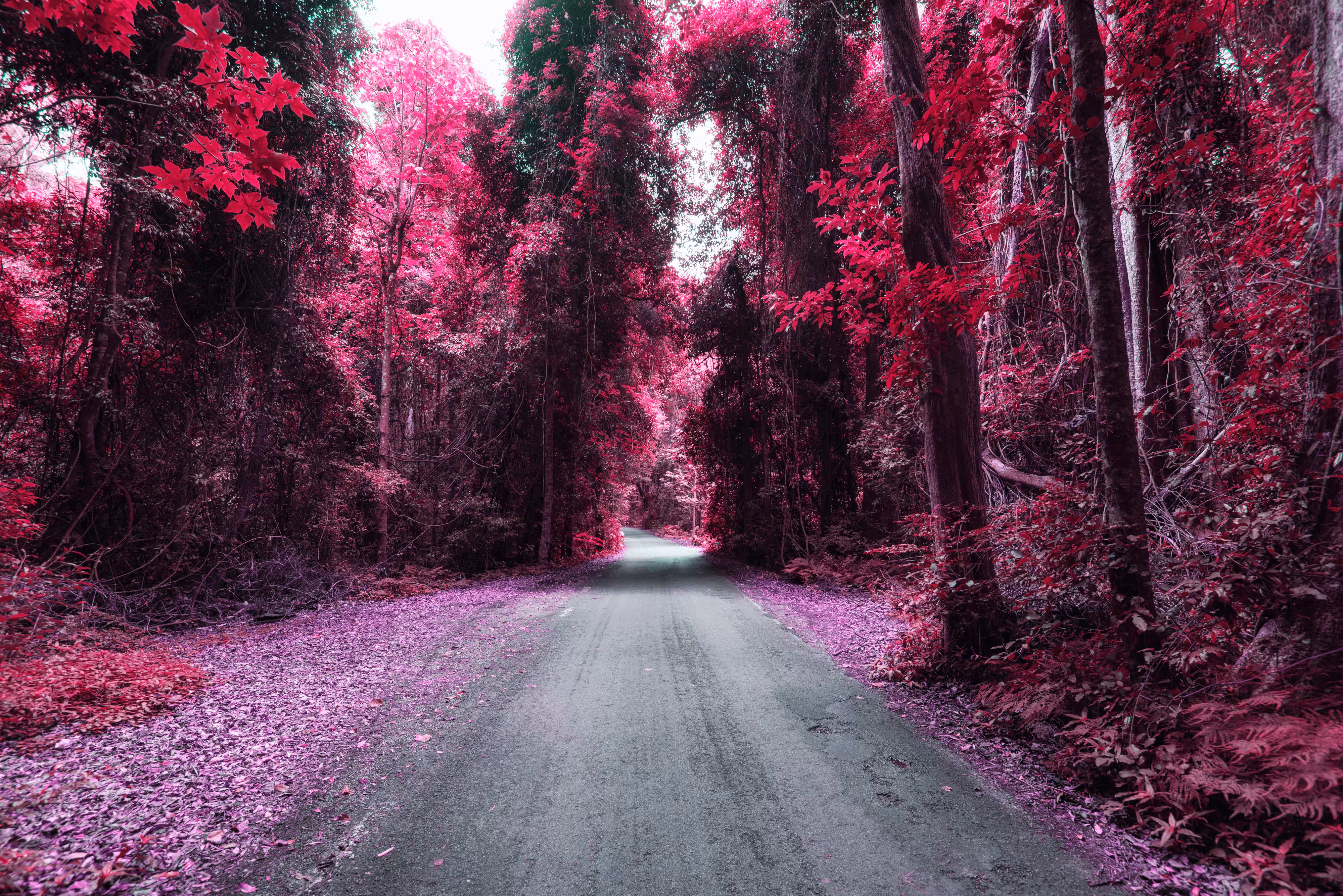 Blossom