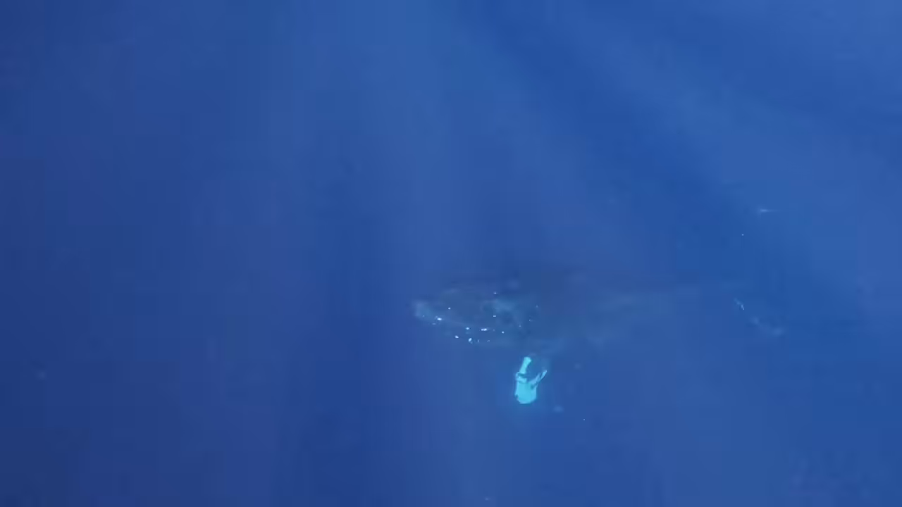 Volume Up Whale Talk
