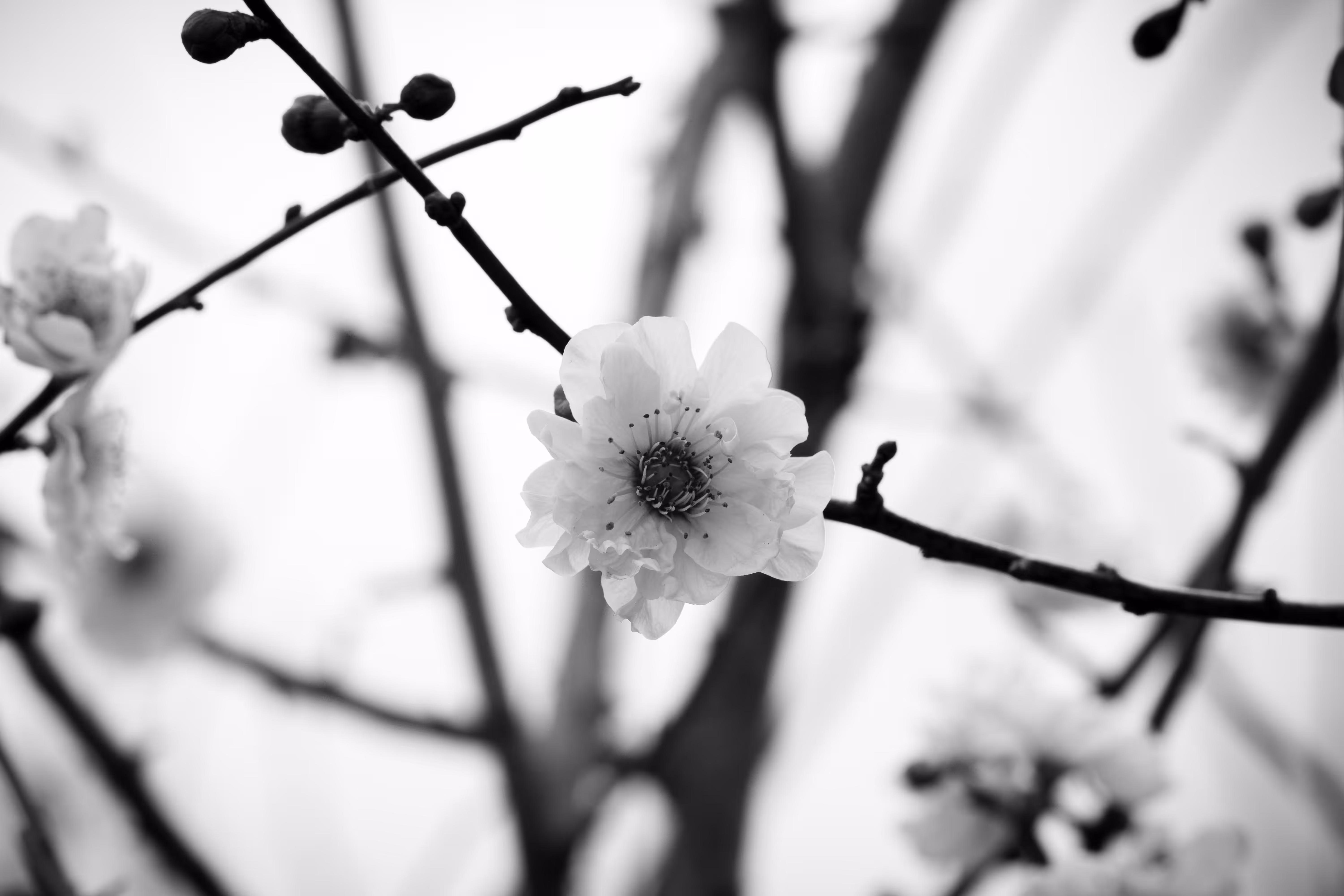 Prunus blireana flower on a cold day