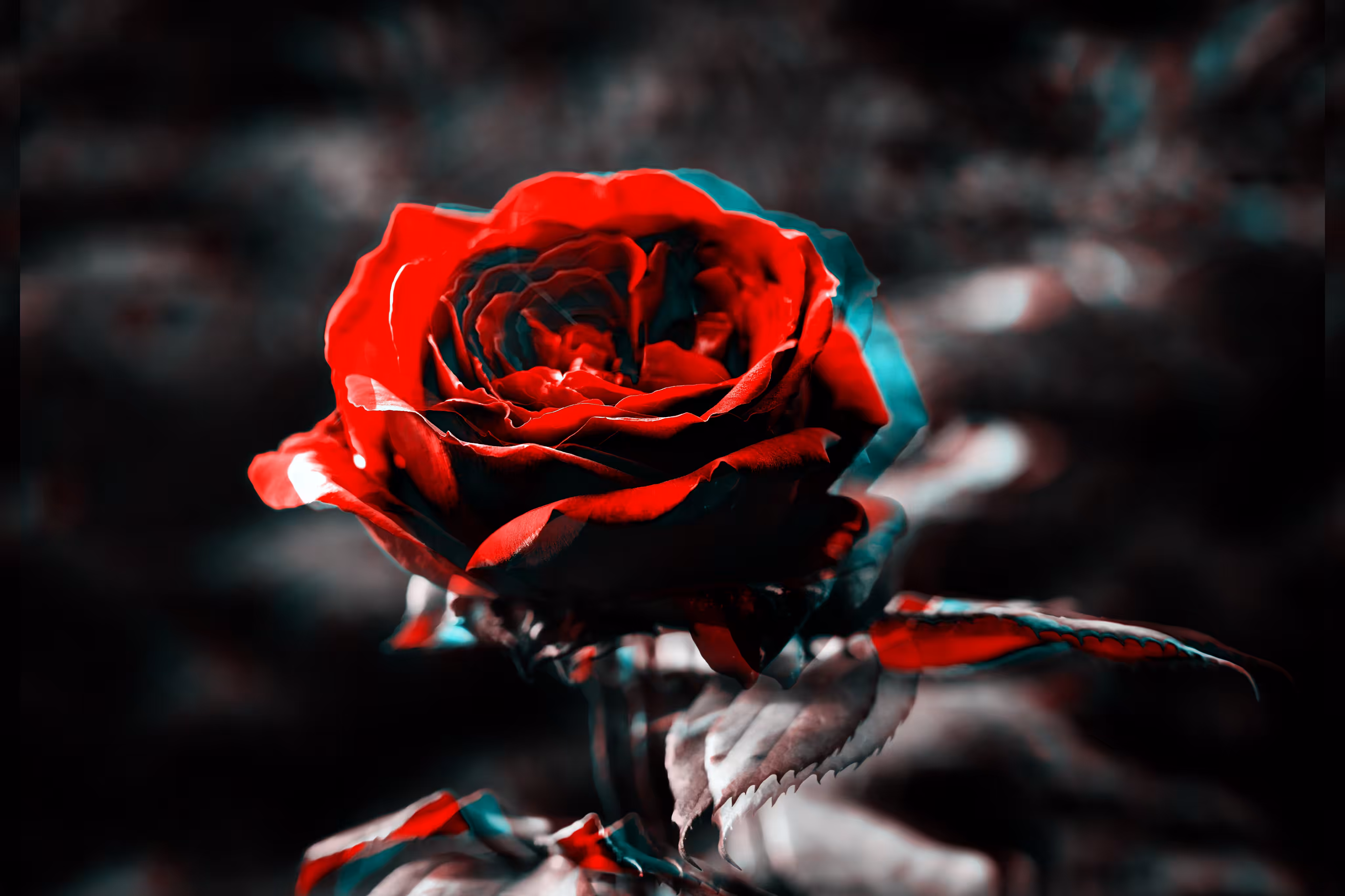 The Rose Everyone Claimed to Hold
