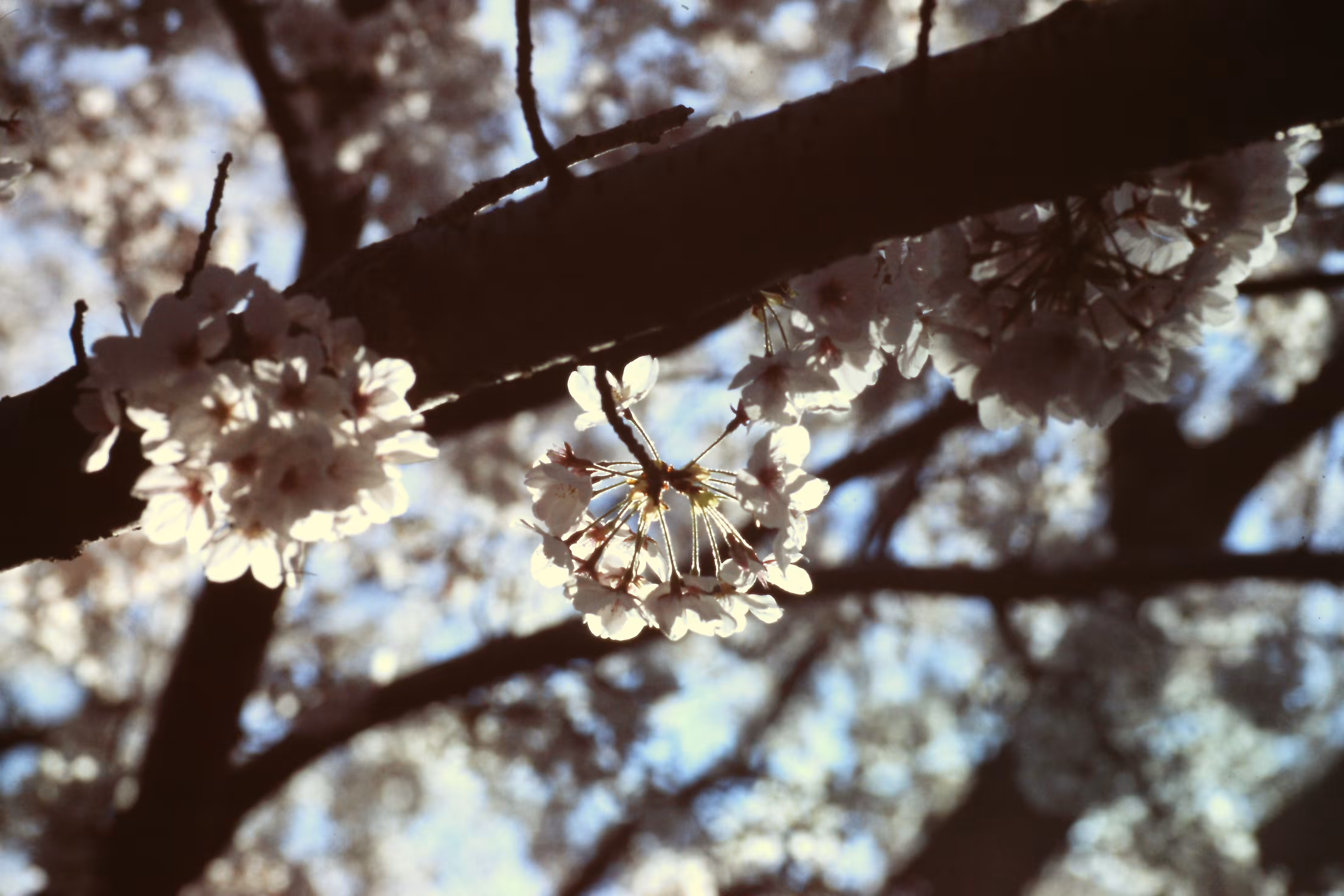 Heaven Series: The World of Film - Beautiful World