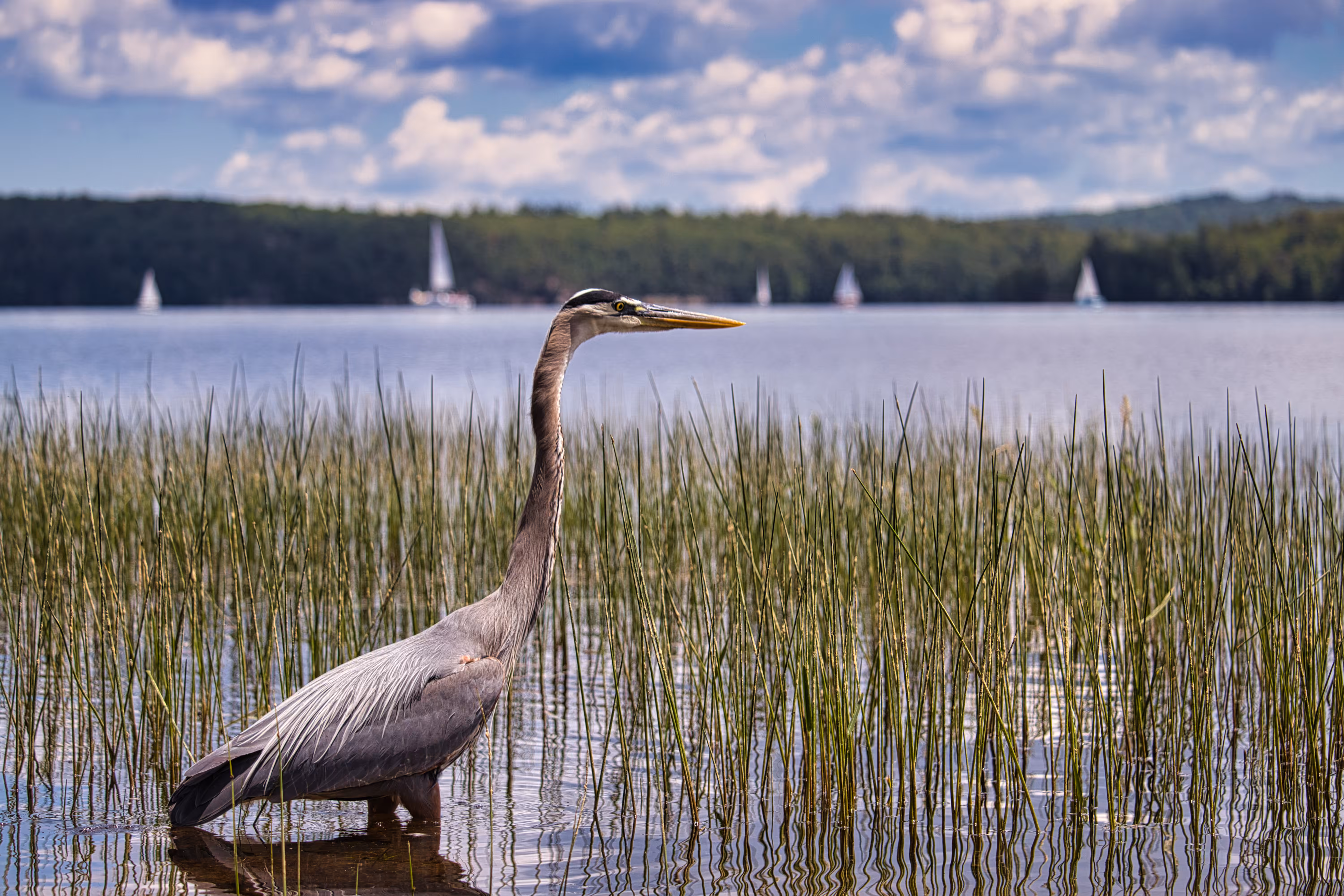 Bird in the Reeds