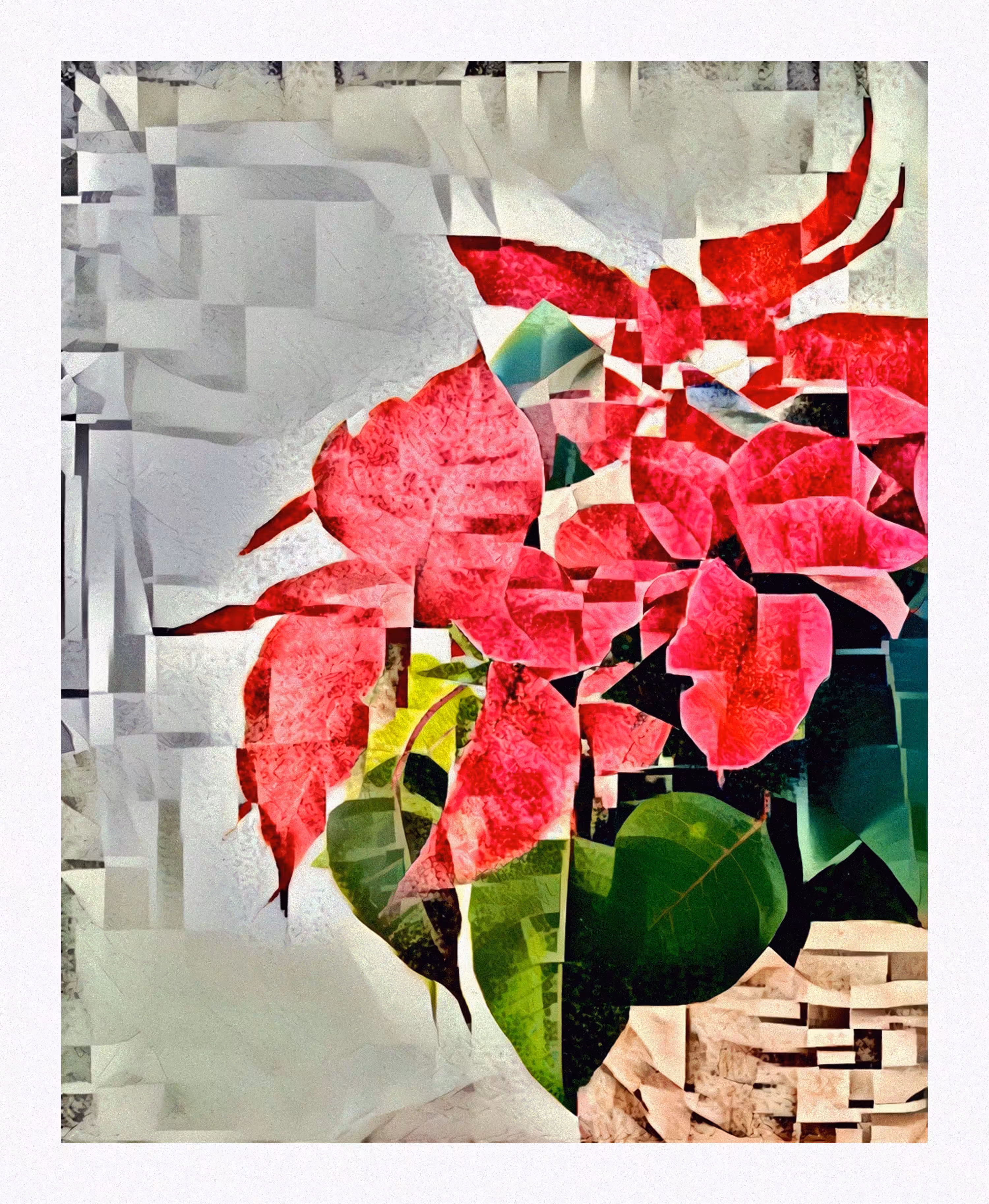 Poinsetta