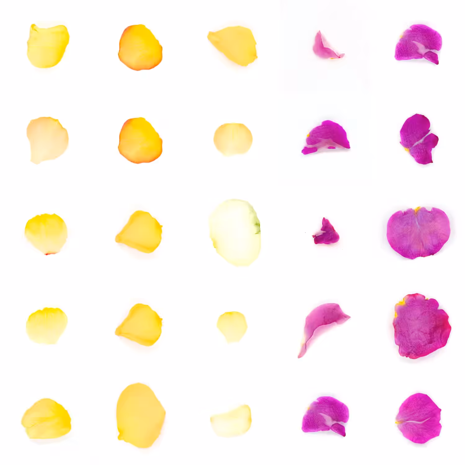 Infinite Petals 5x5#20148