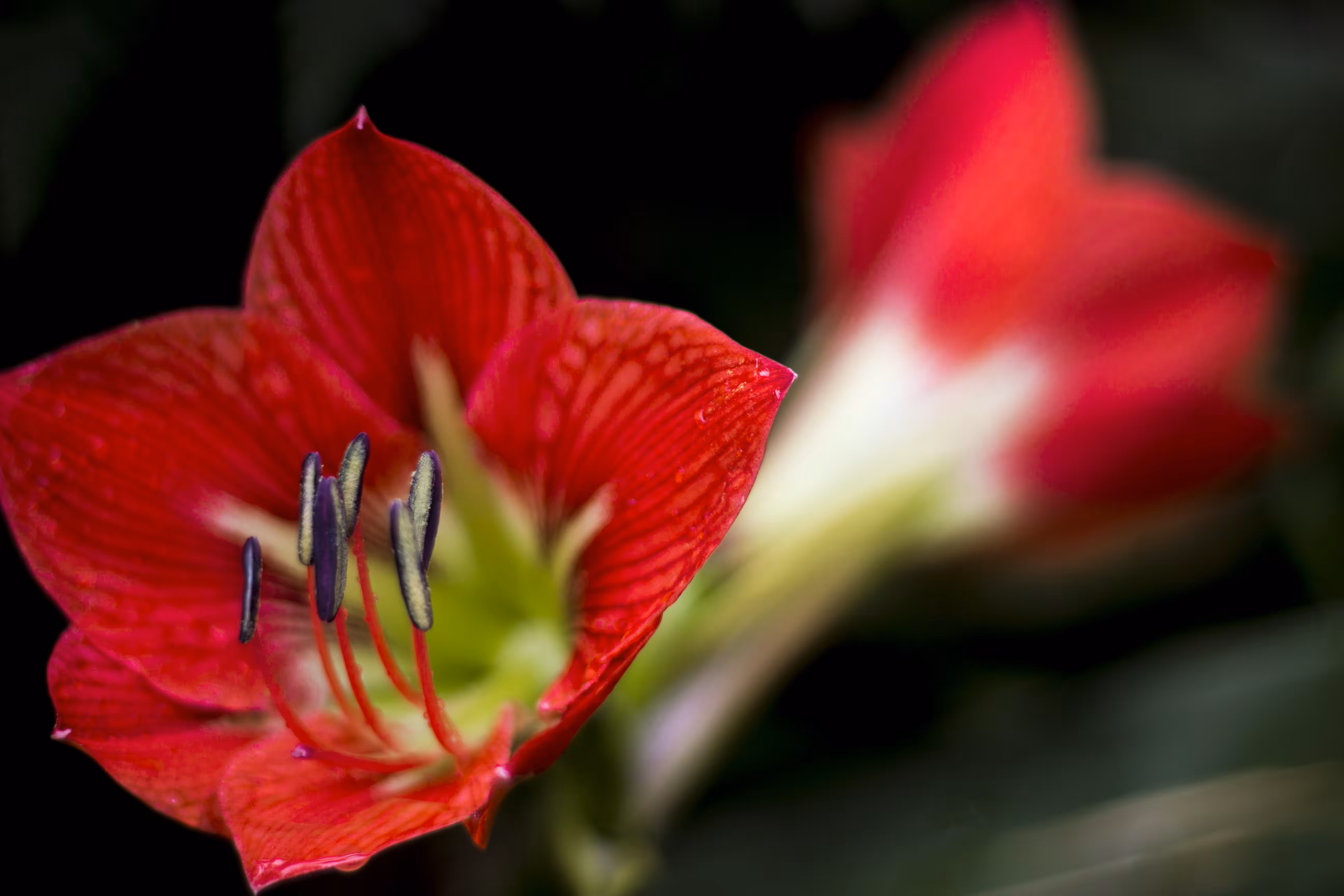will bloom. 