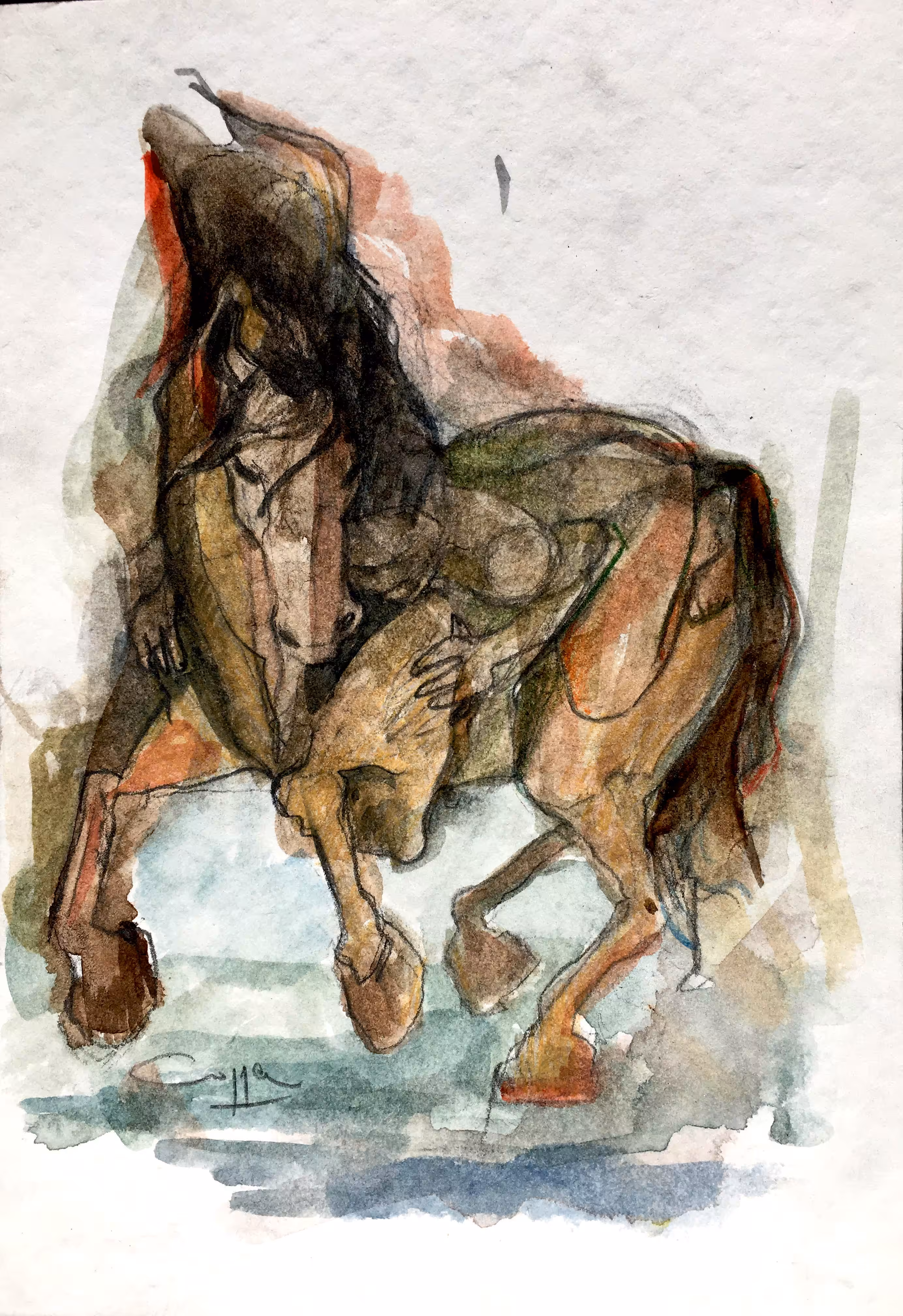 Kawej | Kawel | Caballo | Horse 