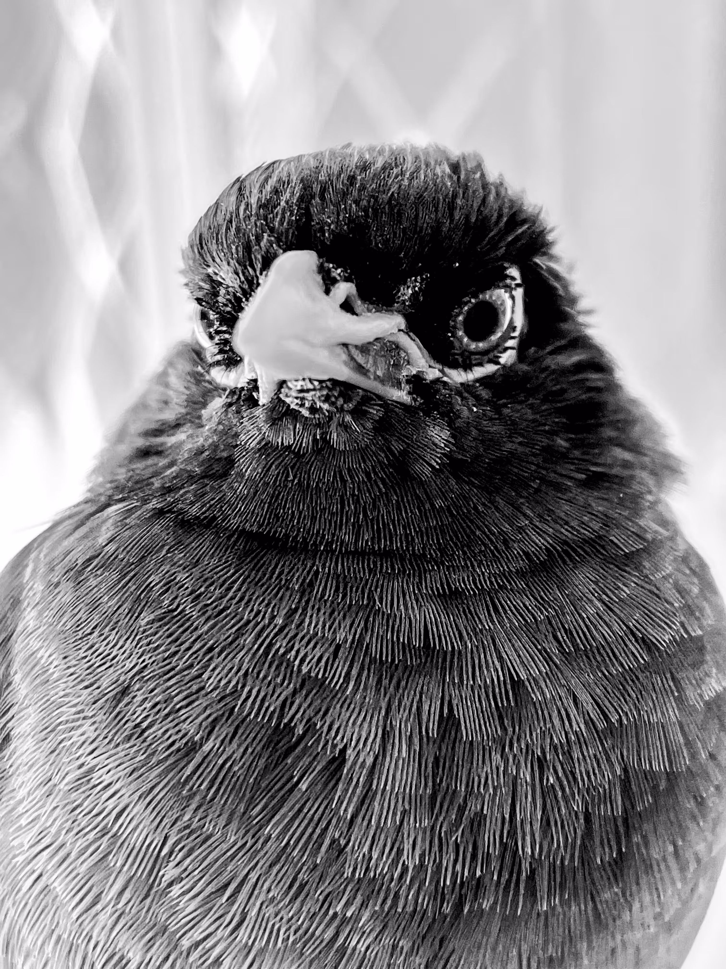 My angry little bird, Tony.