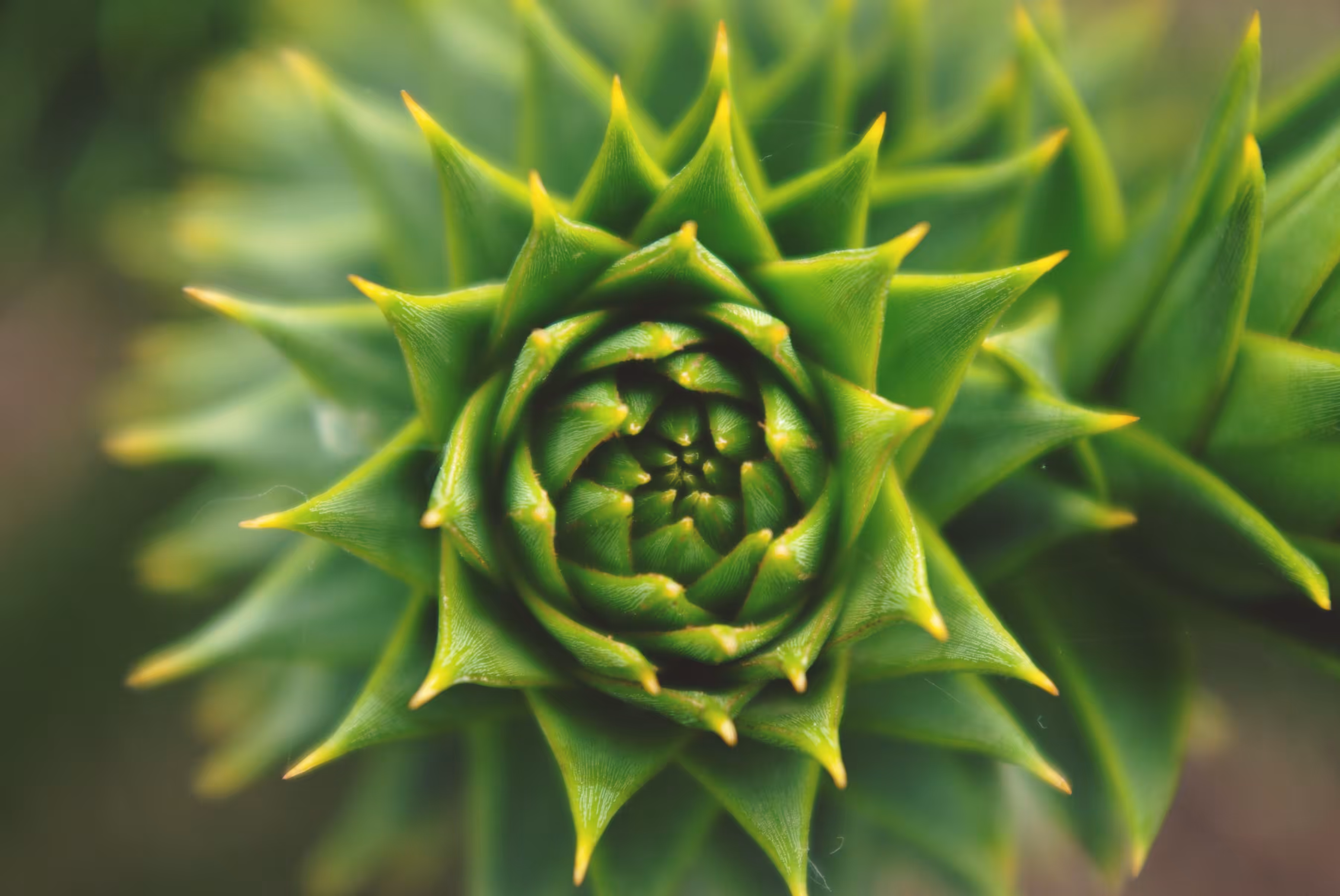 Araucaria araucana