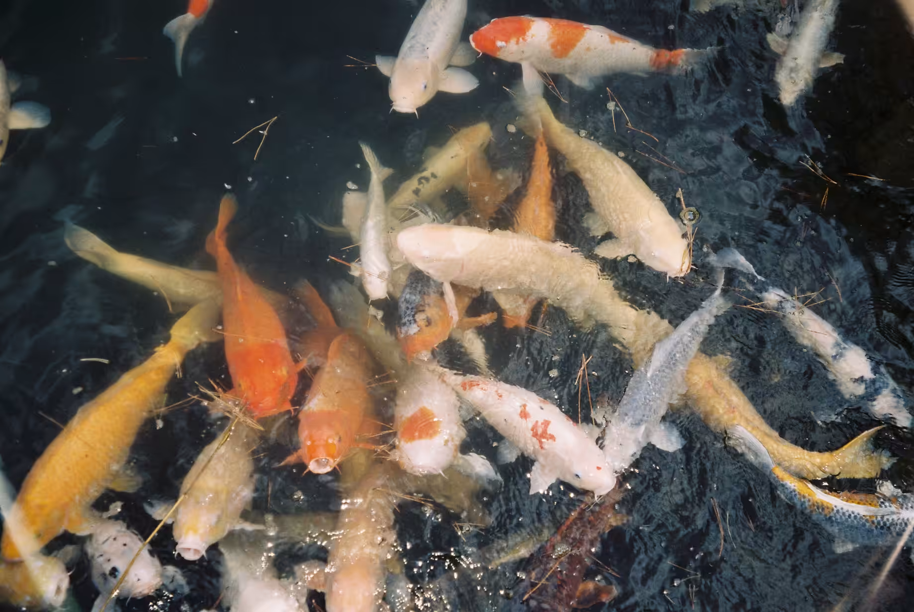 like a koi