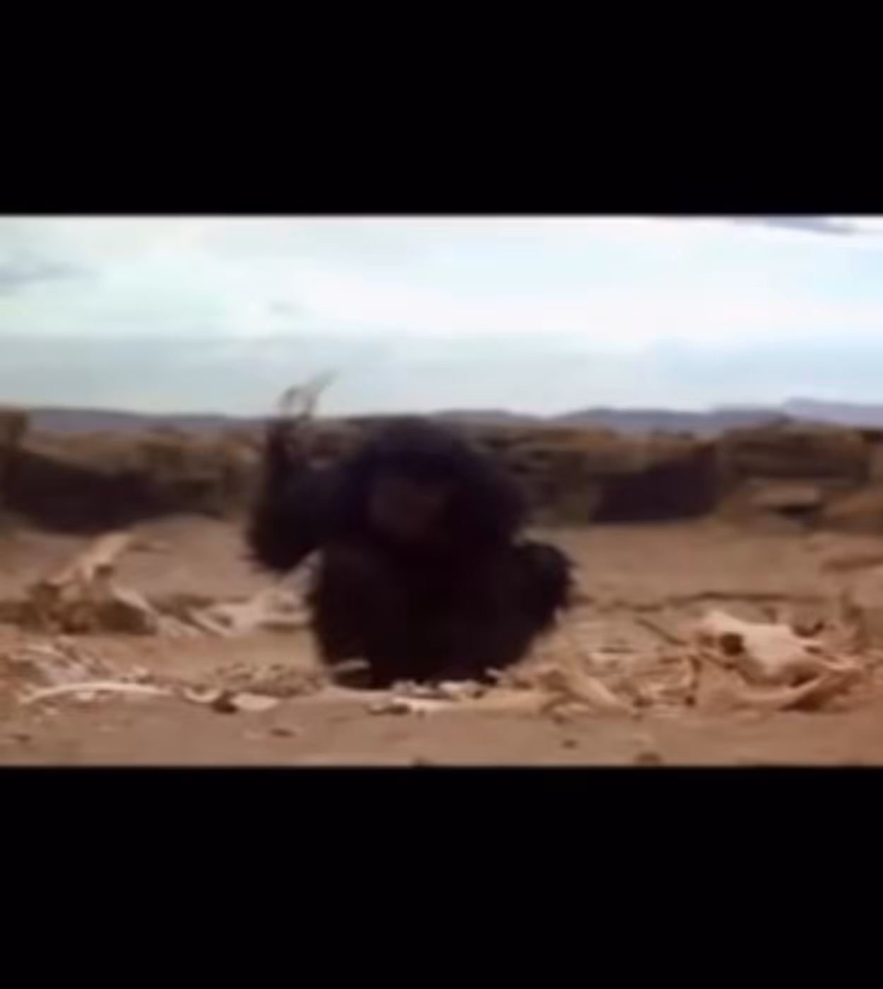 Ape gangs