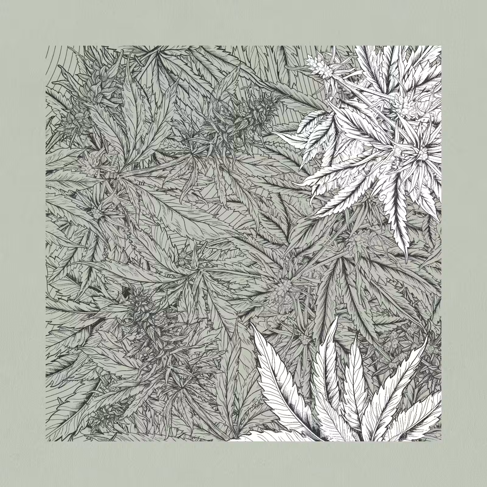 zancannabis #133