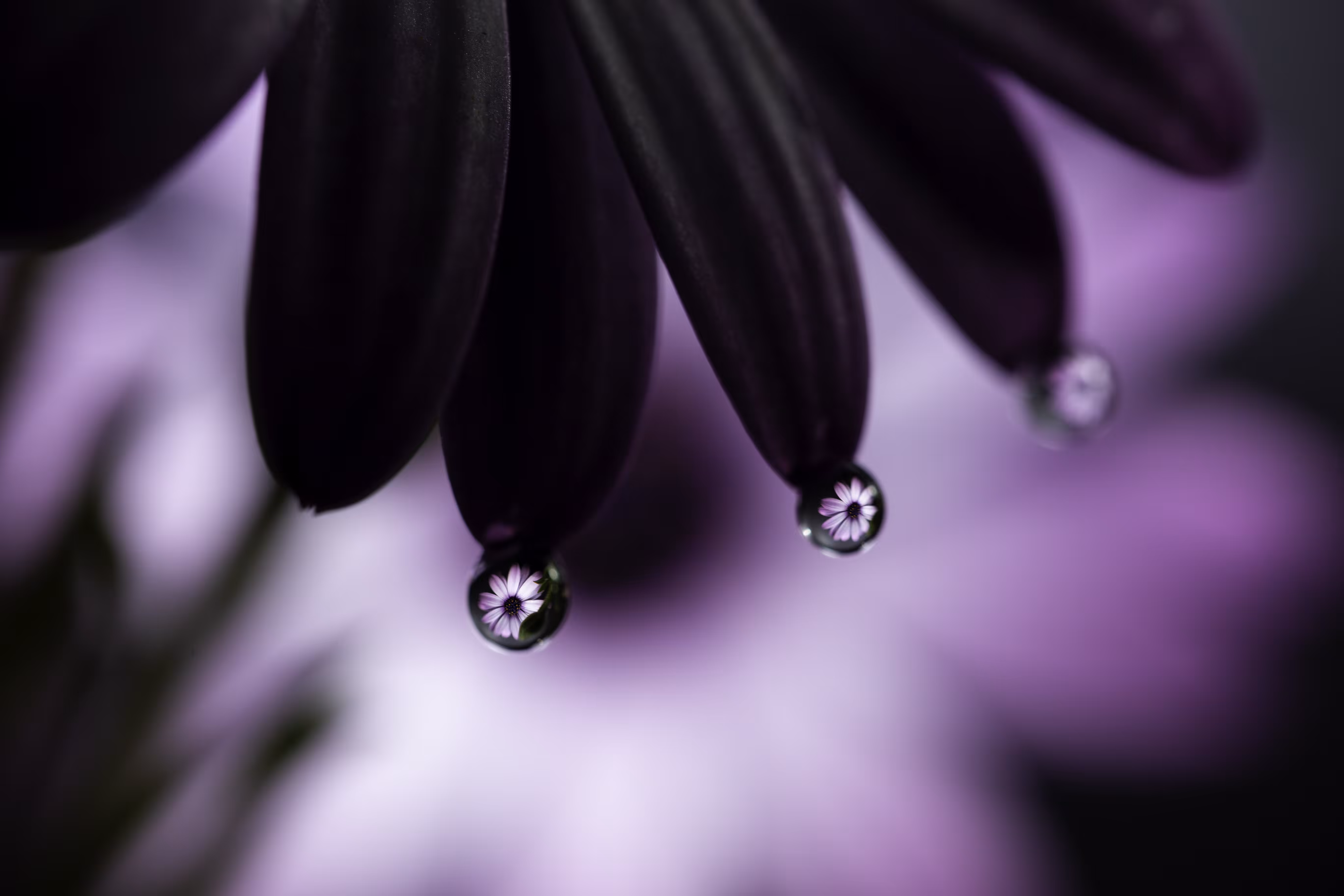 Lavender Blush