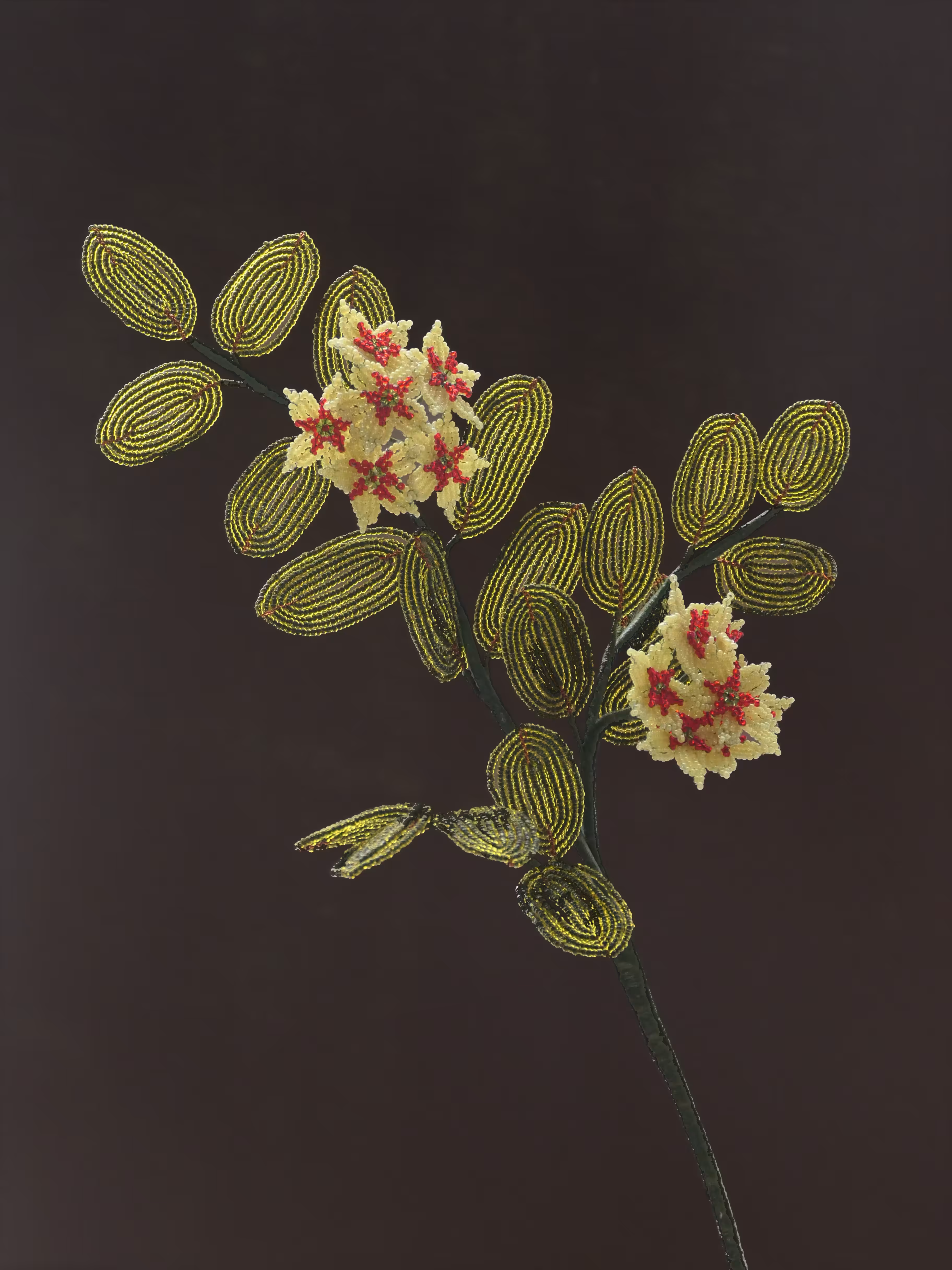 Fleur d'Artifice (Star Cluster)