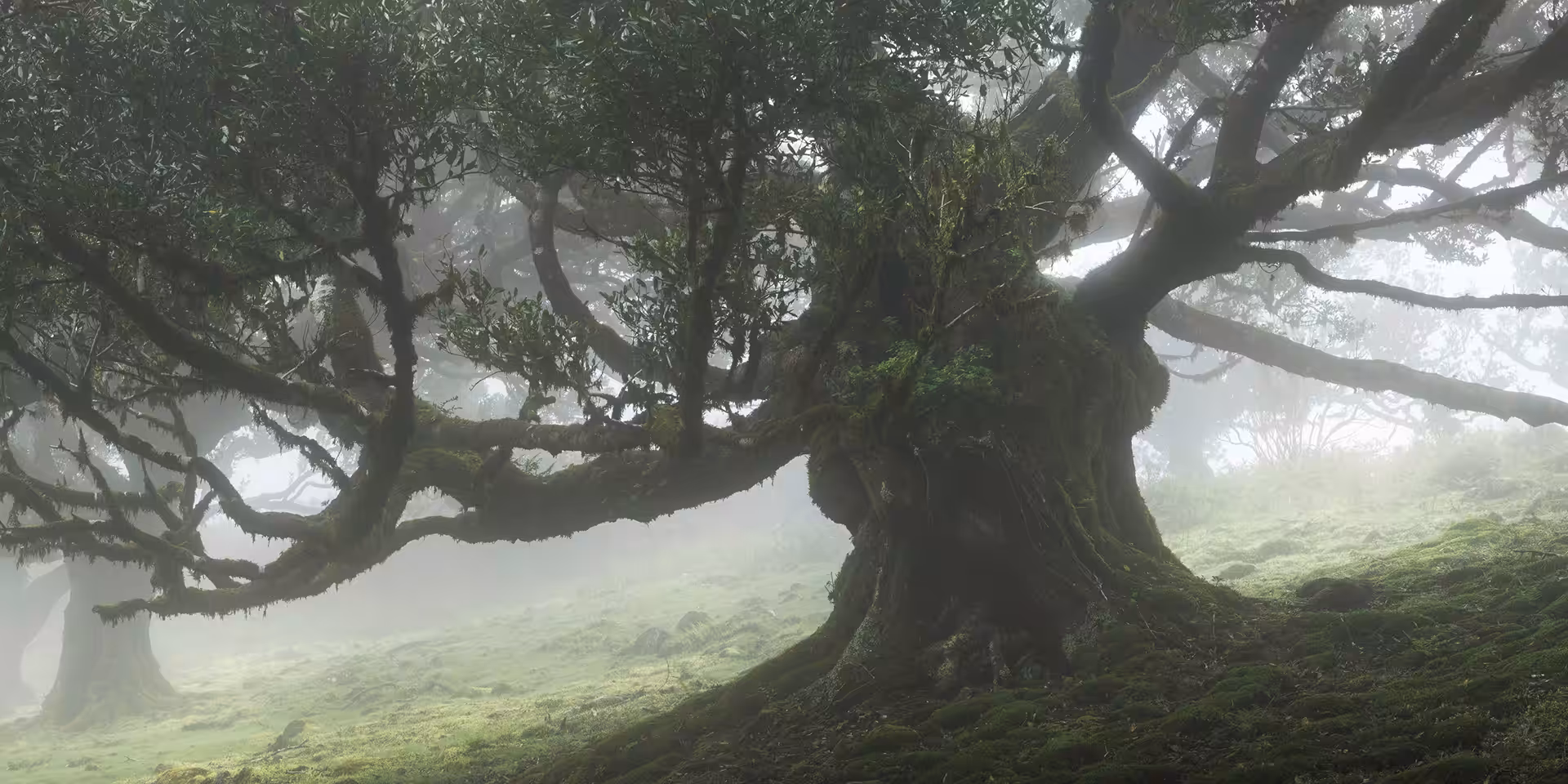 Tree Shepherd