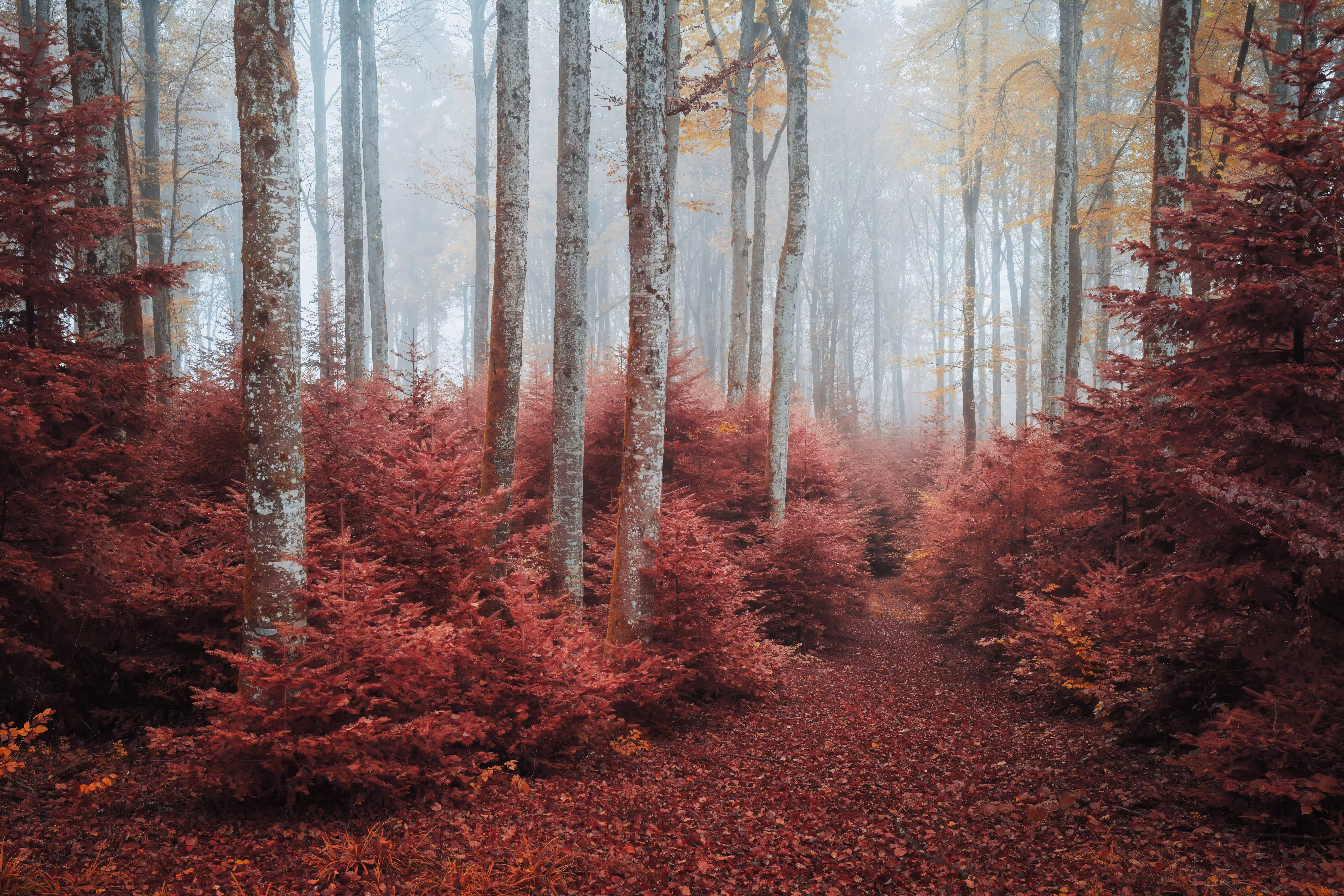 Red Woodland