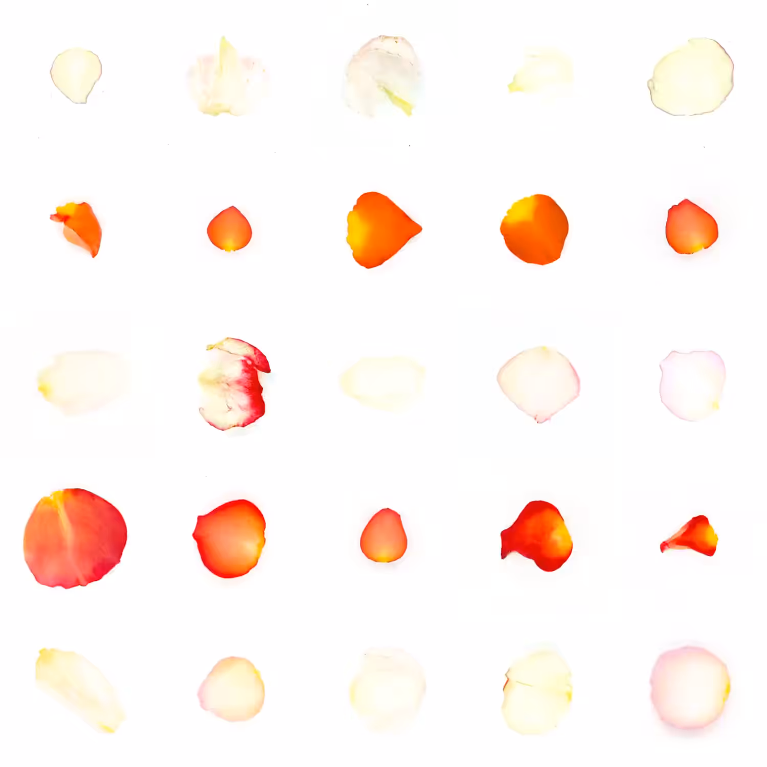 Infinite Petals 5x5#21188