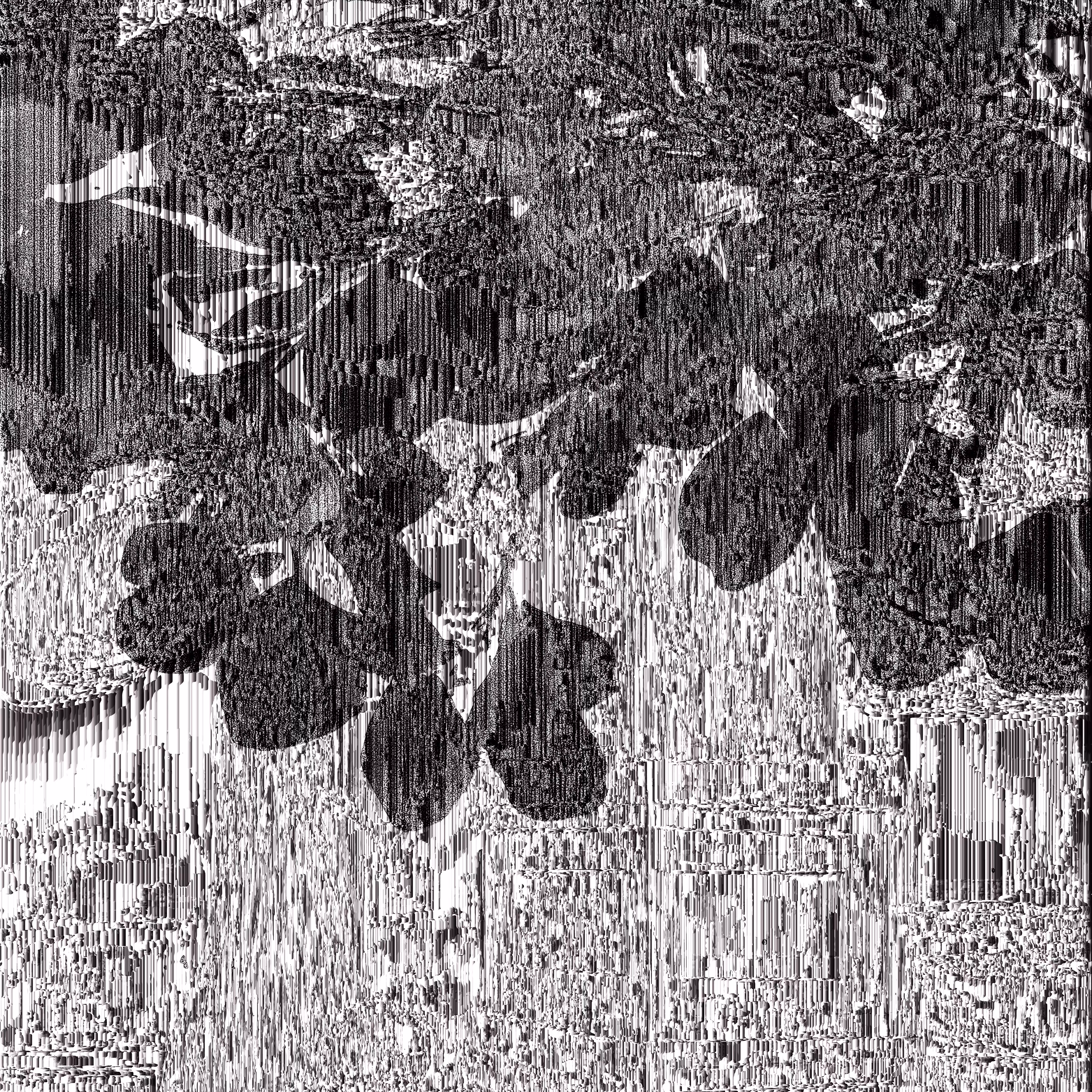shadow #22