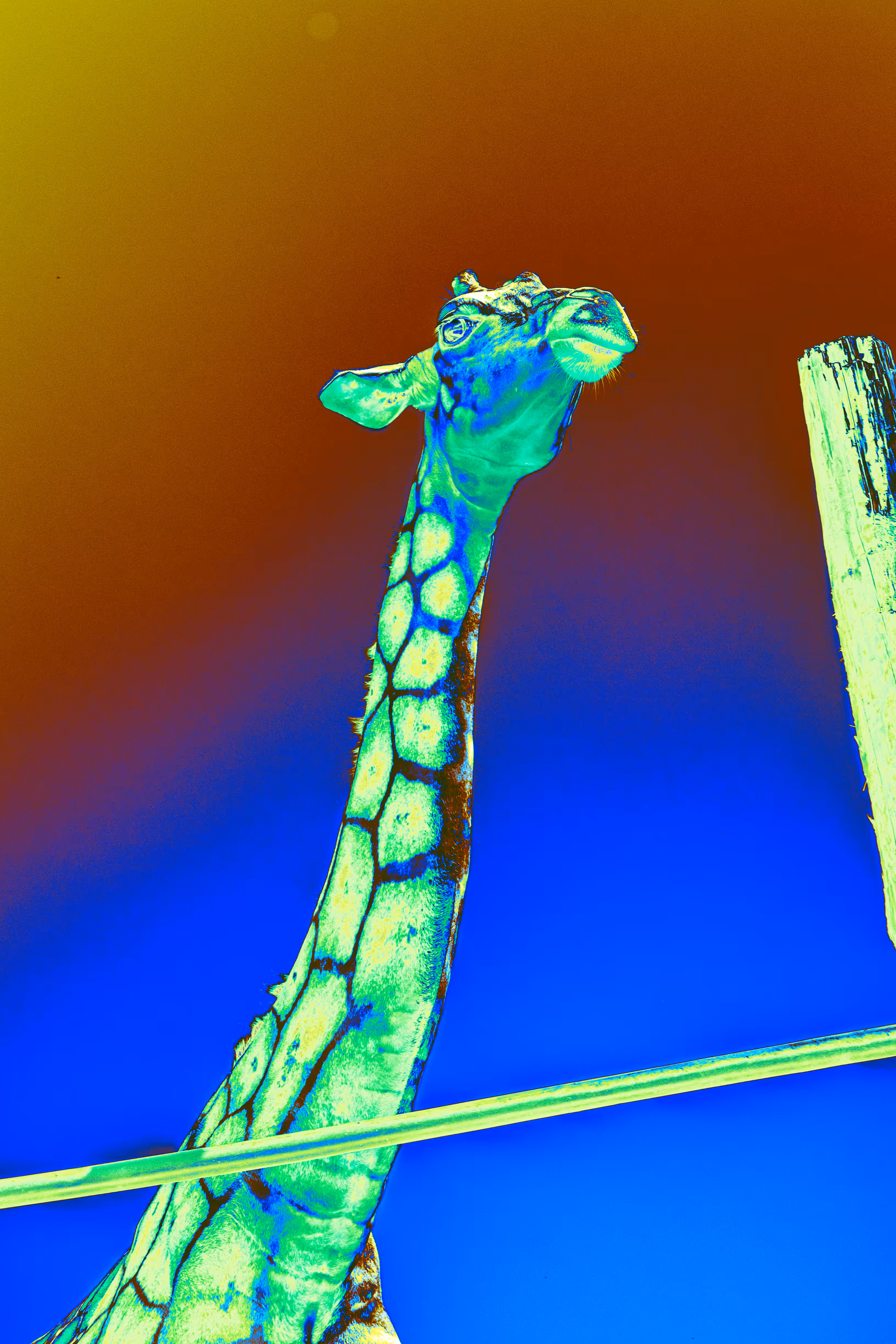 Acid Giraffe
