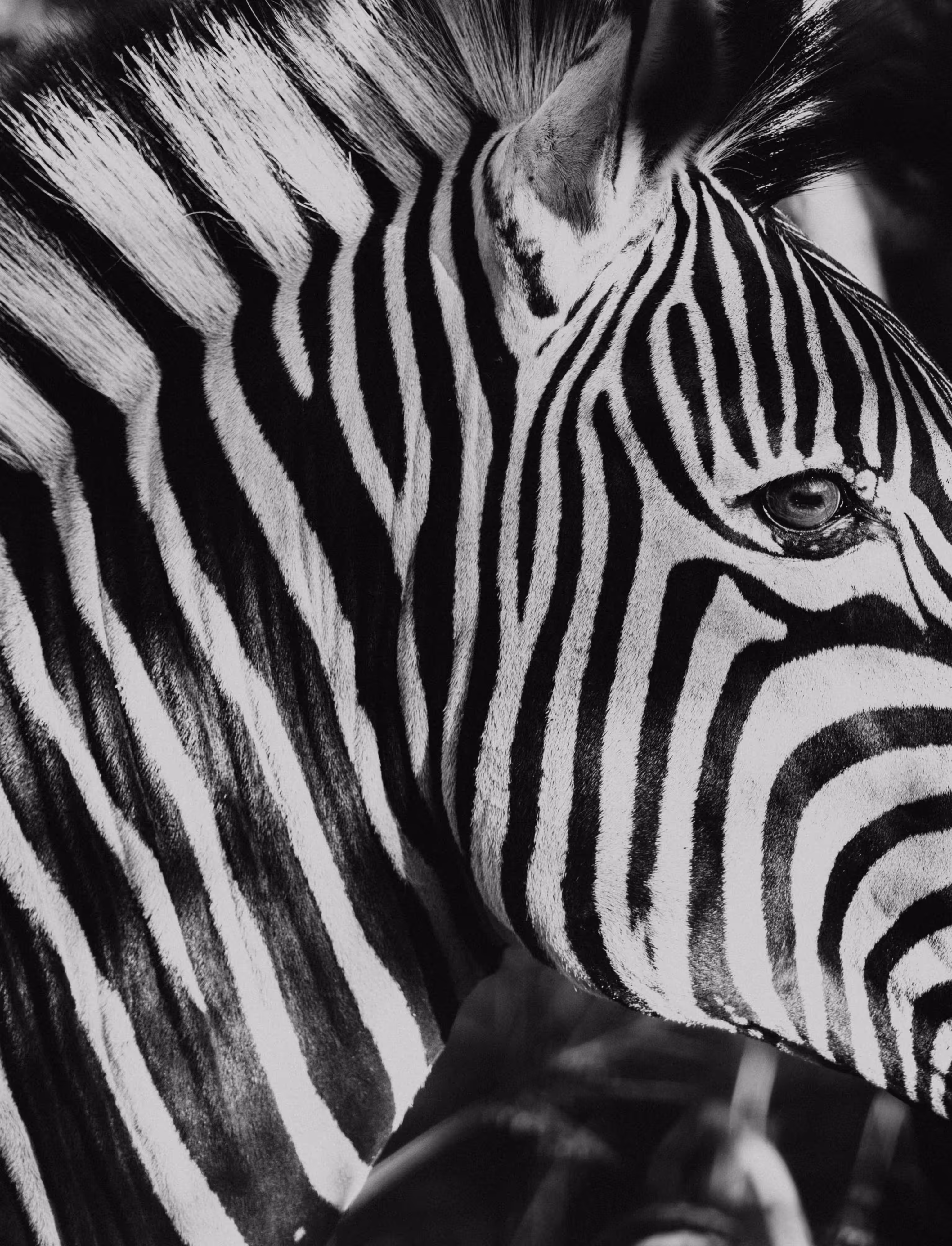 Zebra Portrait